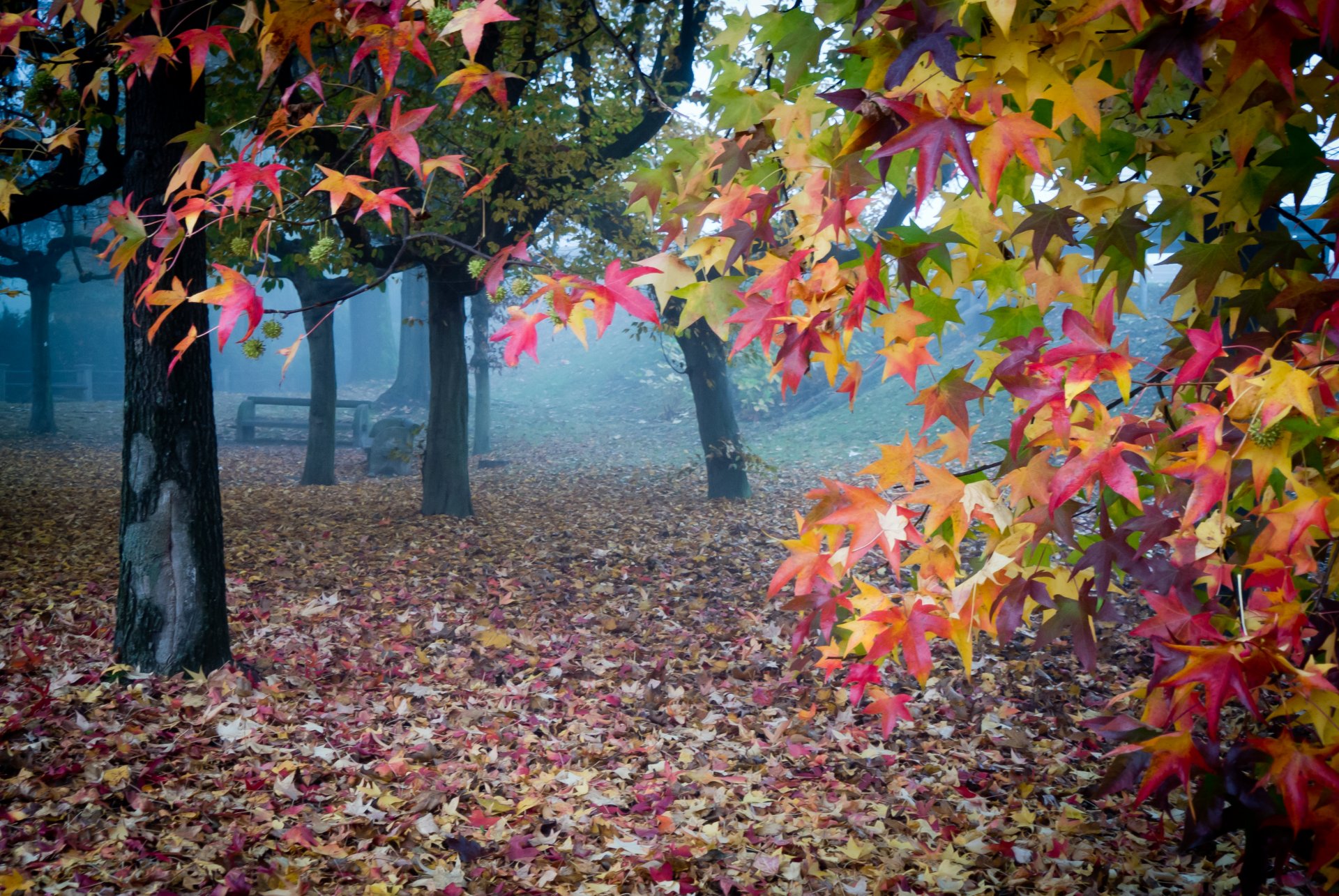 jardin automne feuilles brouillard