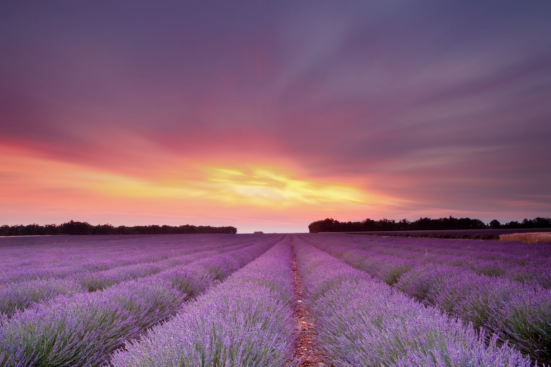 puesta de sol sol cielo campo lavanda flores