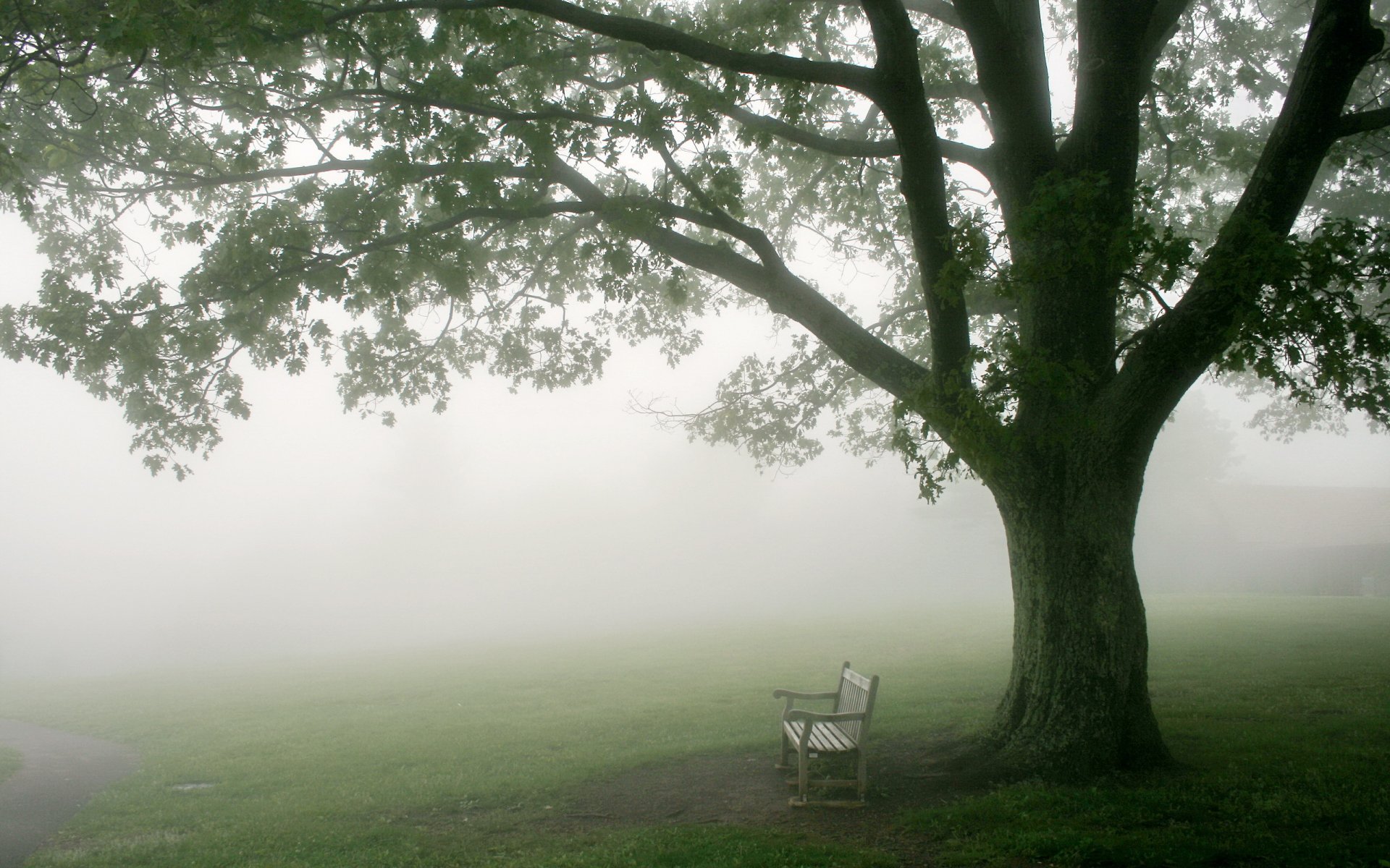 morning fog tree bench