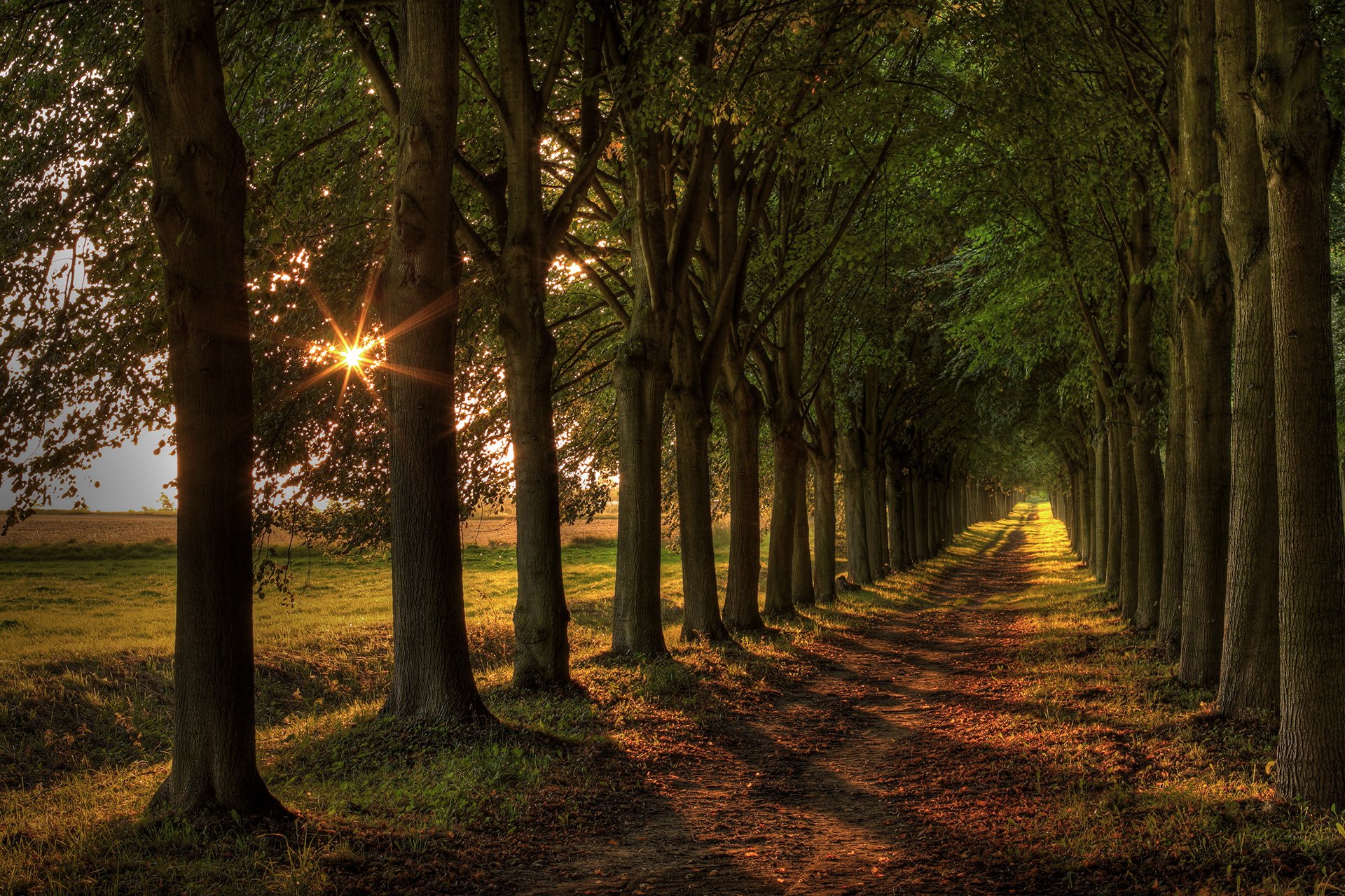 camino árboles luz paisaje