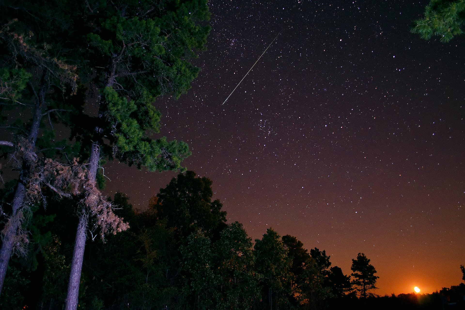 notte cielo stelle foresta pini alberi luna