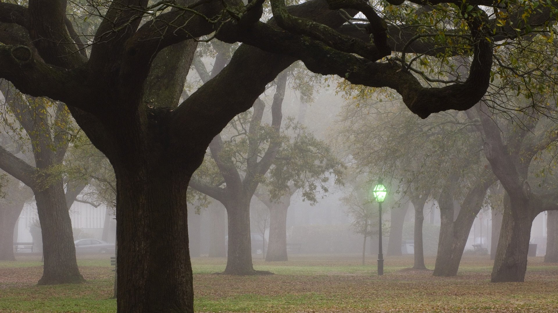 tree fog light town