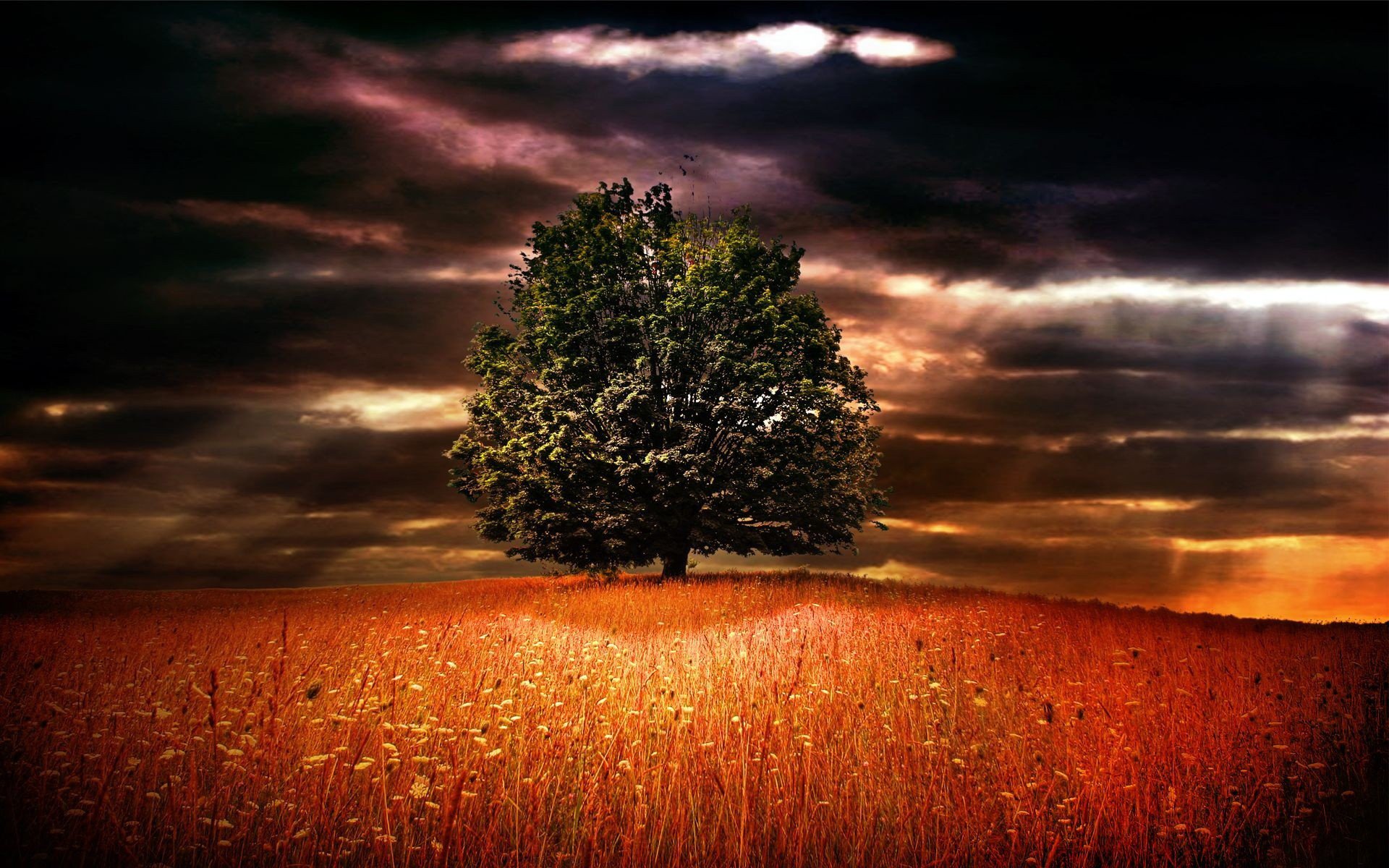 field grass flowers nature tree horizon sky clouds clouds gloomy rays gap