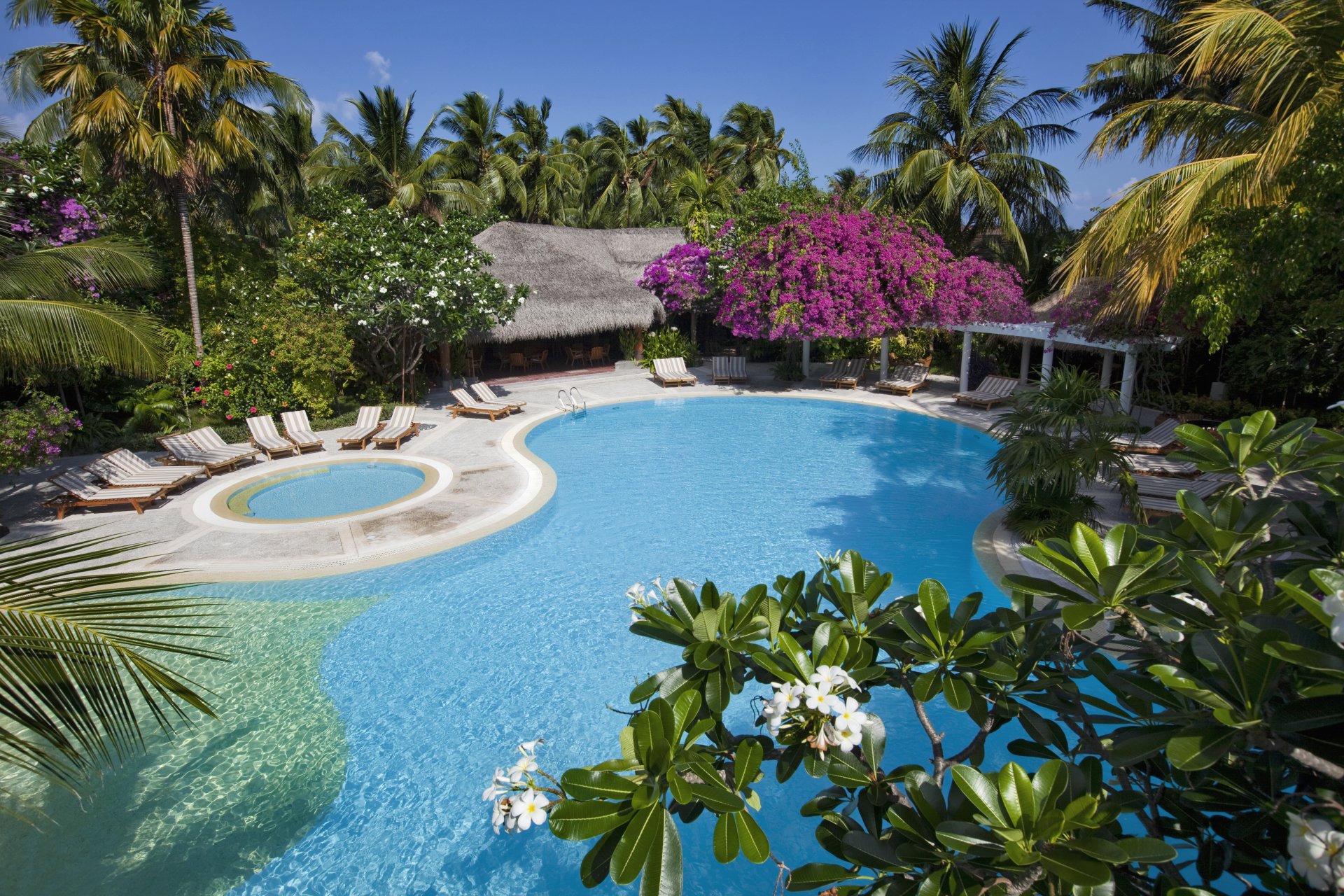 maldives bungalows swimming pool sun loungers palm trees trees nature