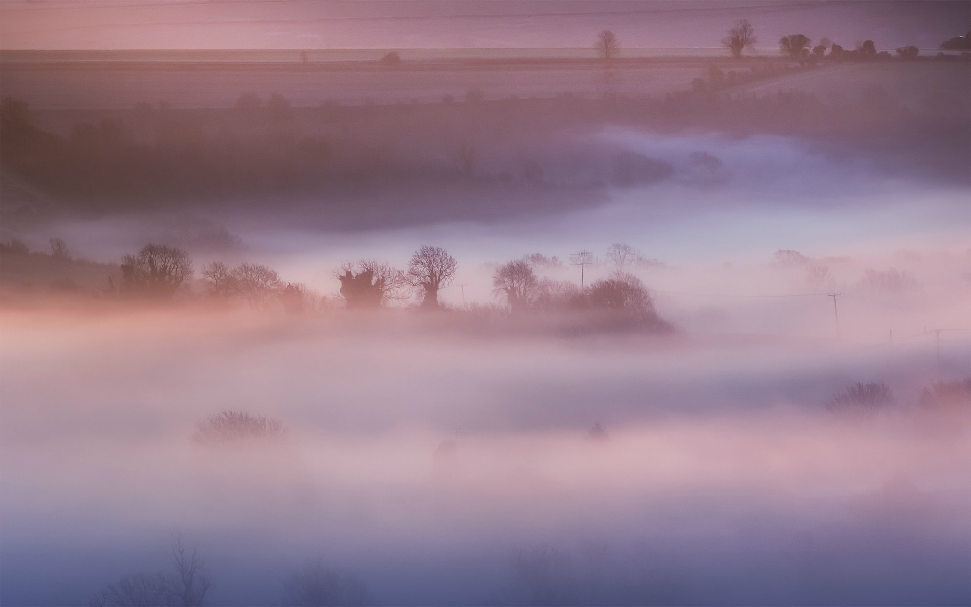 großbritannien england morgen bäume feld natur rosa nebel dunst