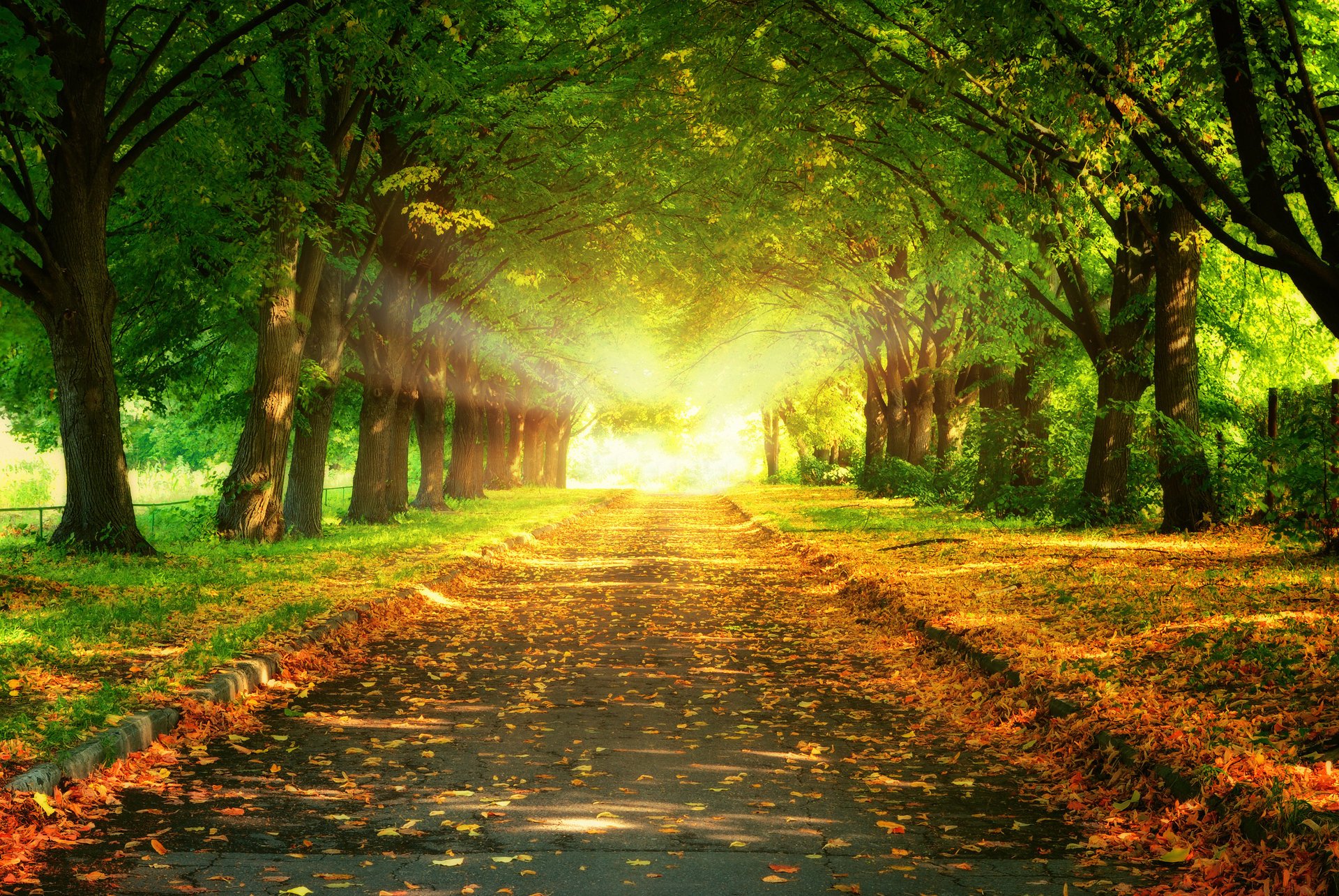 trees sunset leaves road nature landscape majestic beautiful