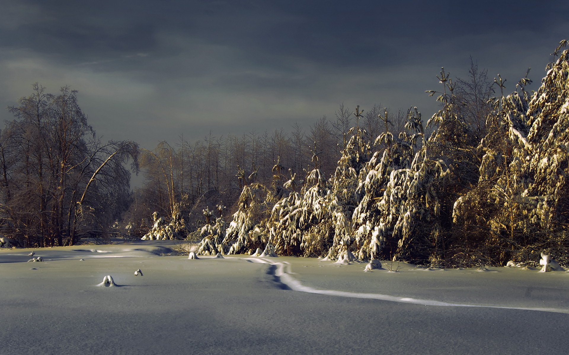 winter snow spruce forest night