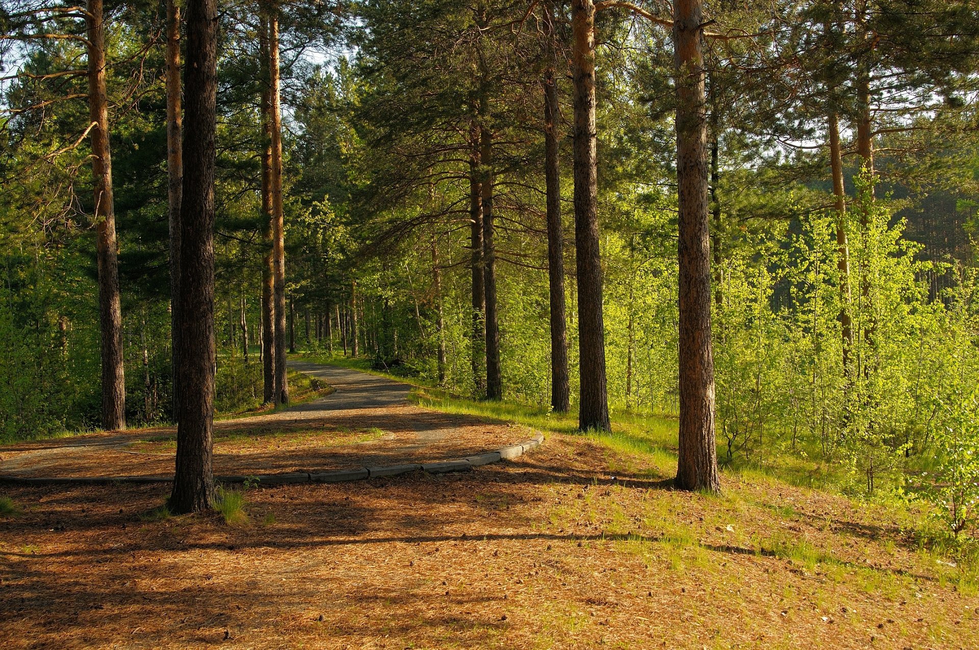 verano bosque camino