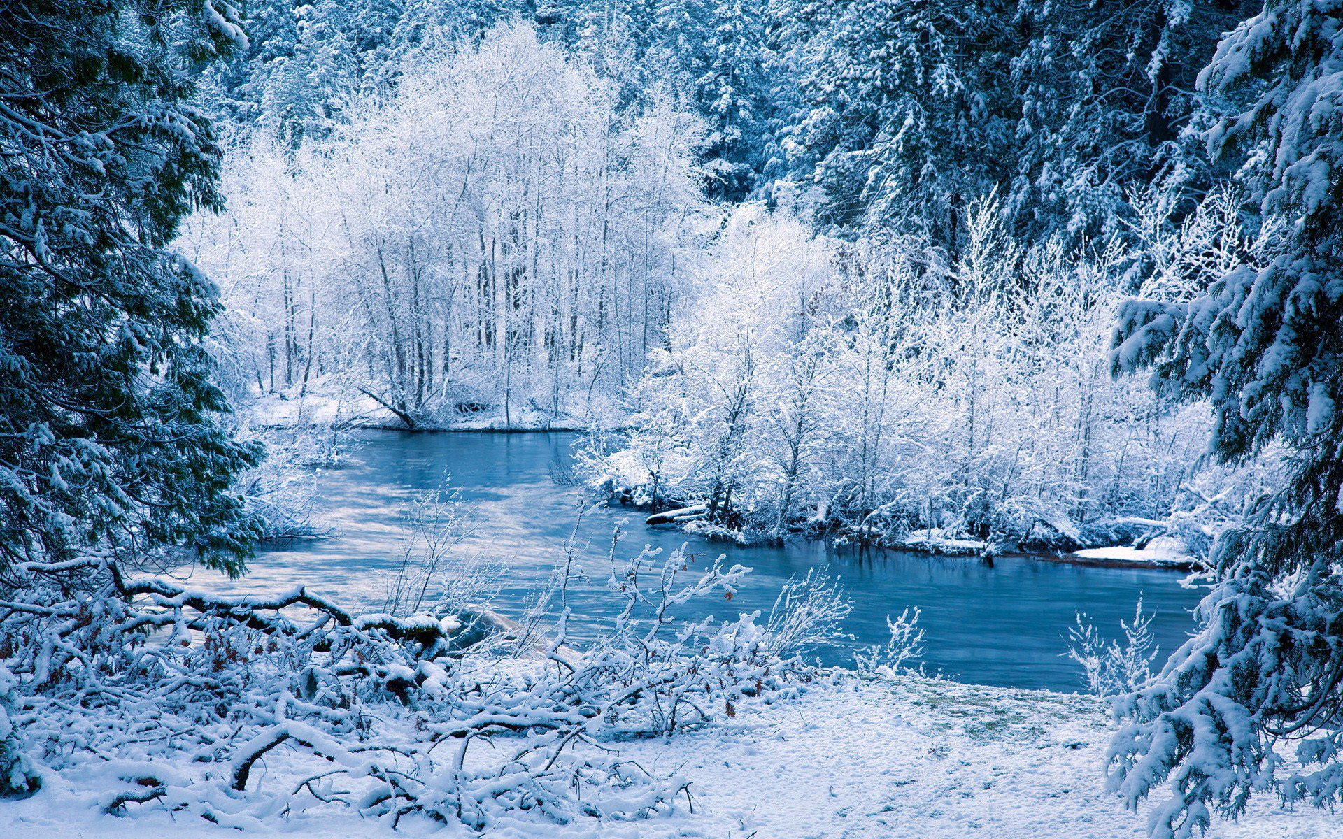 nature forest tree river snow winter