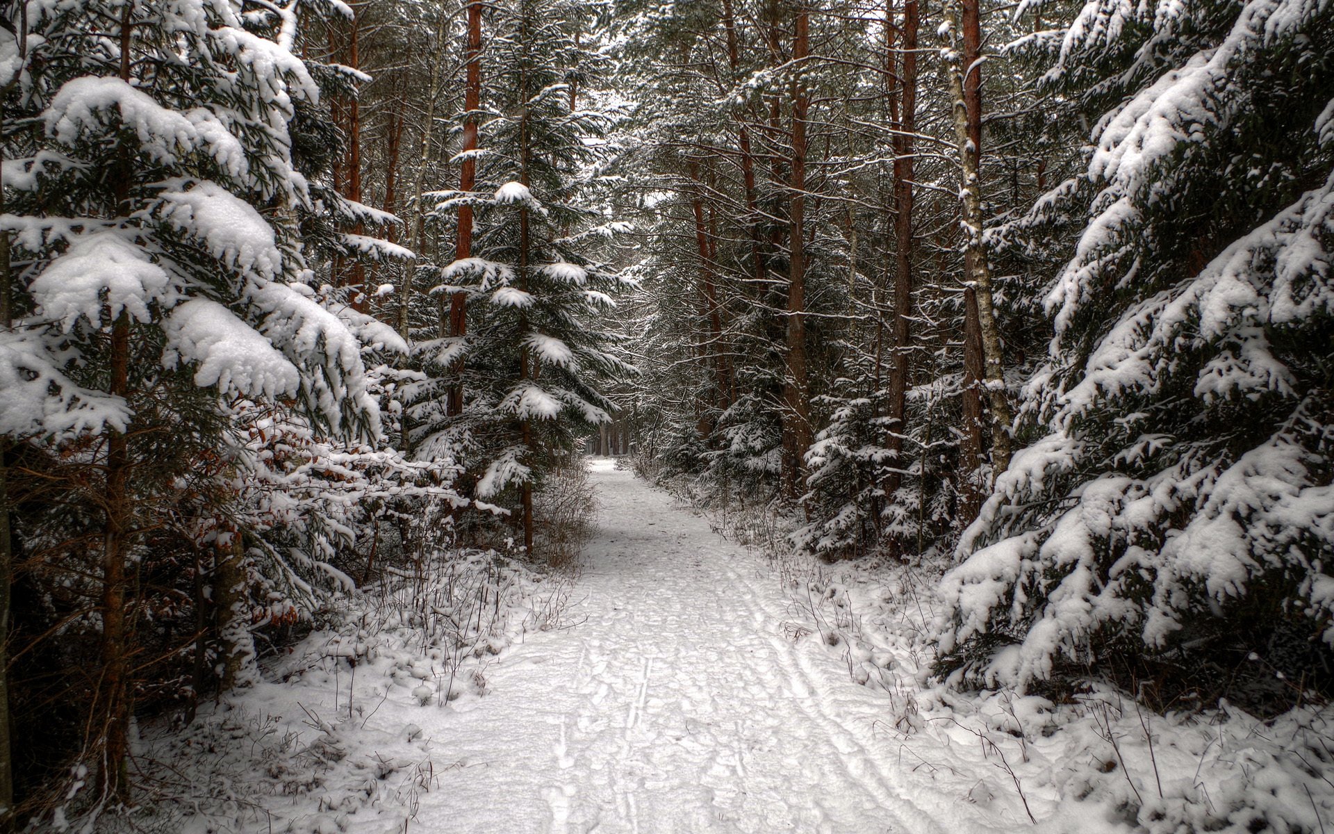 las świerk iglaki zima śnieg ślady ścieżka