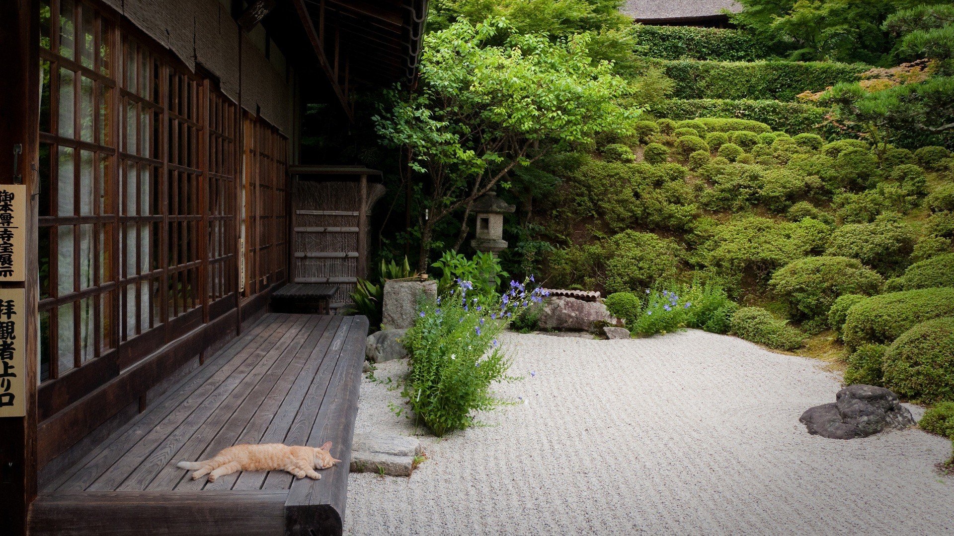 japón casa jardín patio arena gato gato árboles arbustos