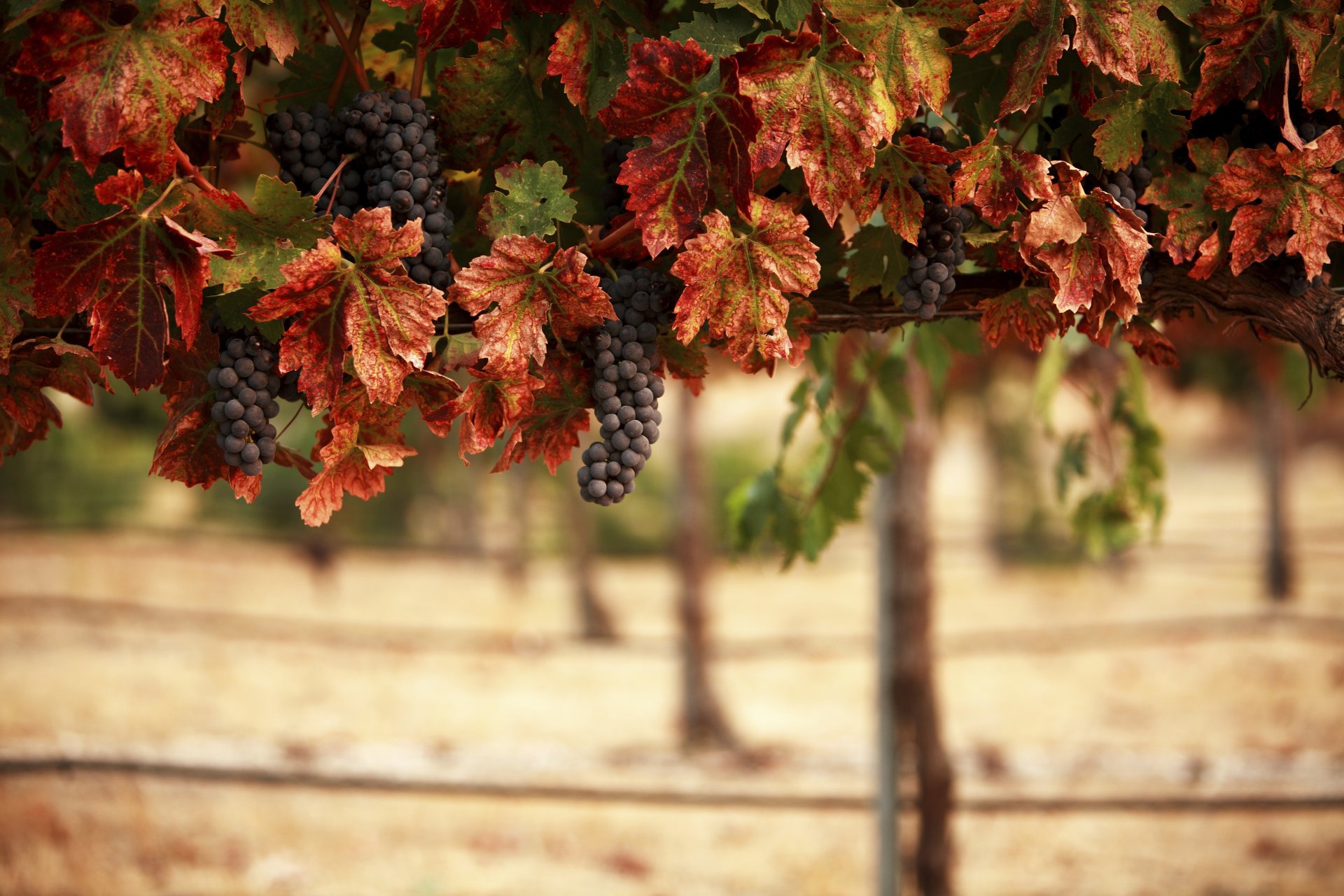 vignoble grappes feuilles tache paysage nature