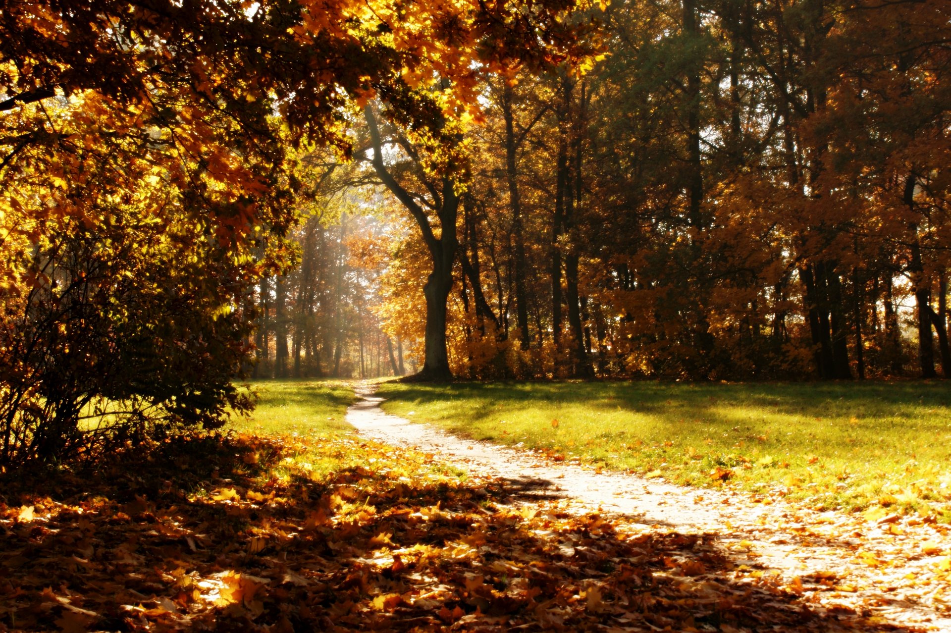 jesień park szlak przyroda