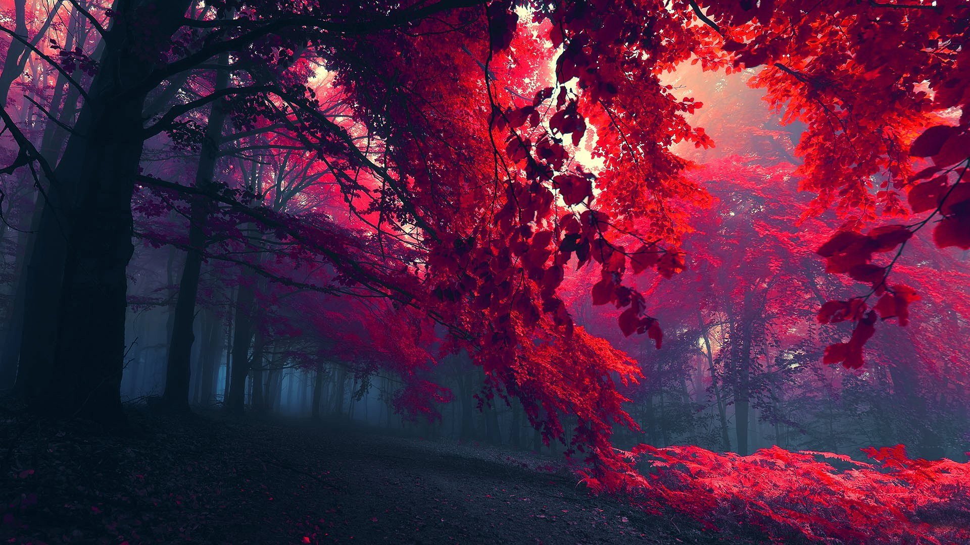 forest tree branches leaves autumn foliage fog