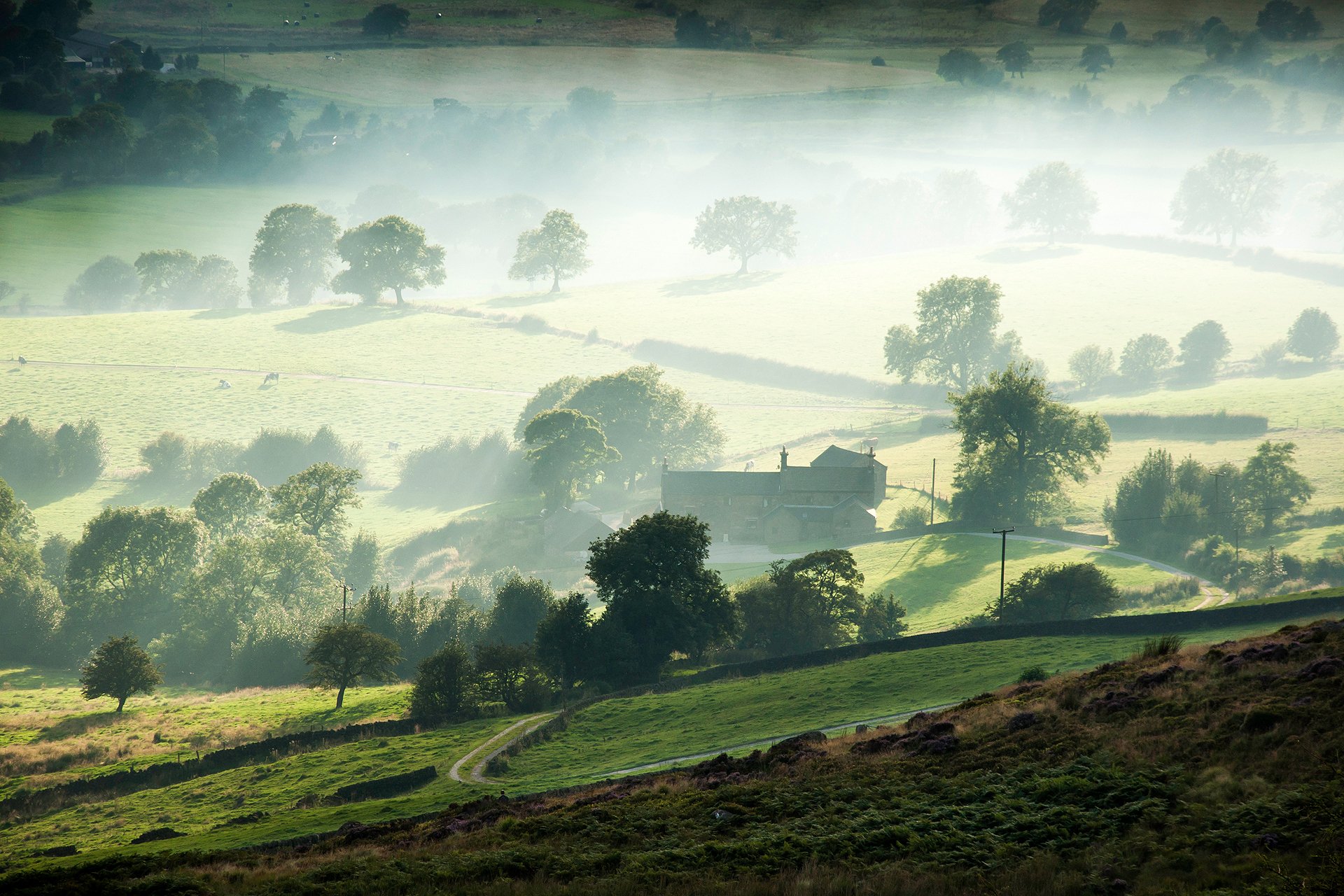 morning fog farm valley tree