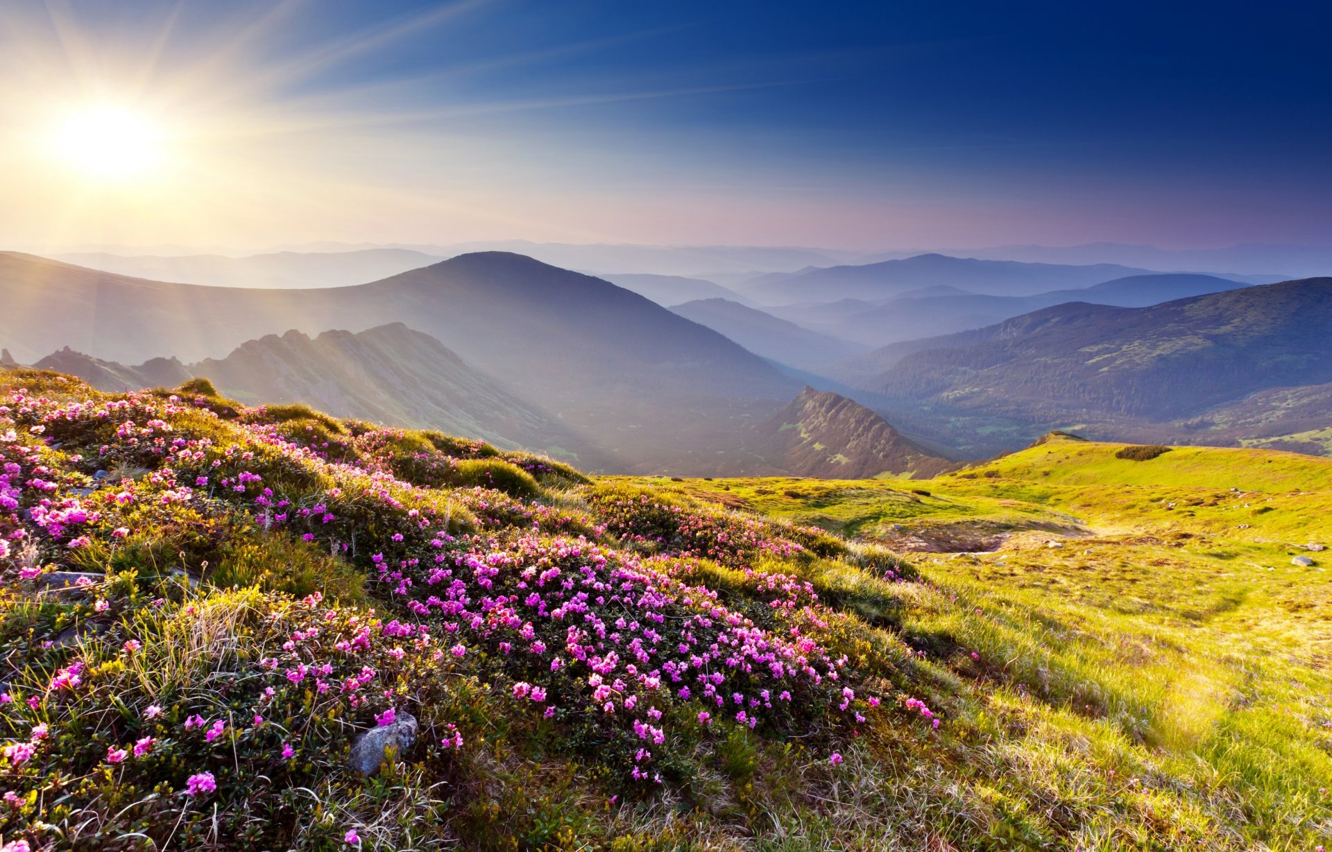 mountain hills sun rays flower azalea grass stones nature