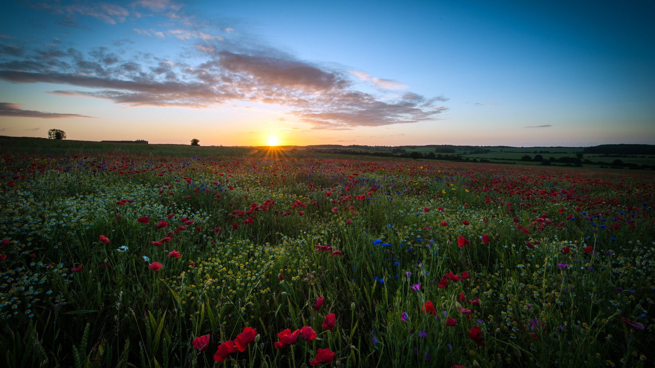 großbritannien england hertfordshire feld blumen mohn gänseblümchen himmel wolken sonne