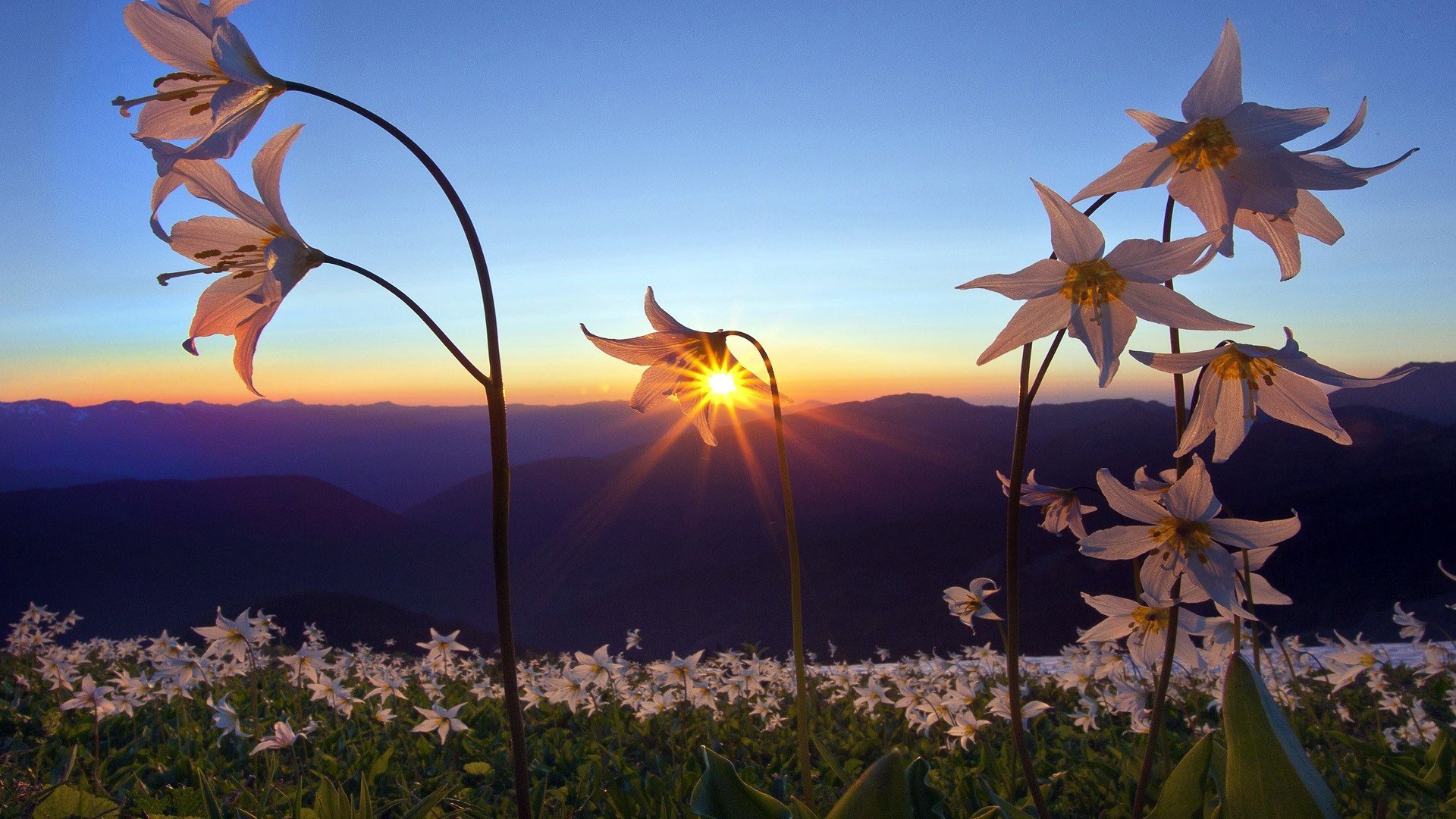 feld blumen blütenblätter berge ferne horizont himmel sonnenuntergang dämmerung natur