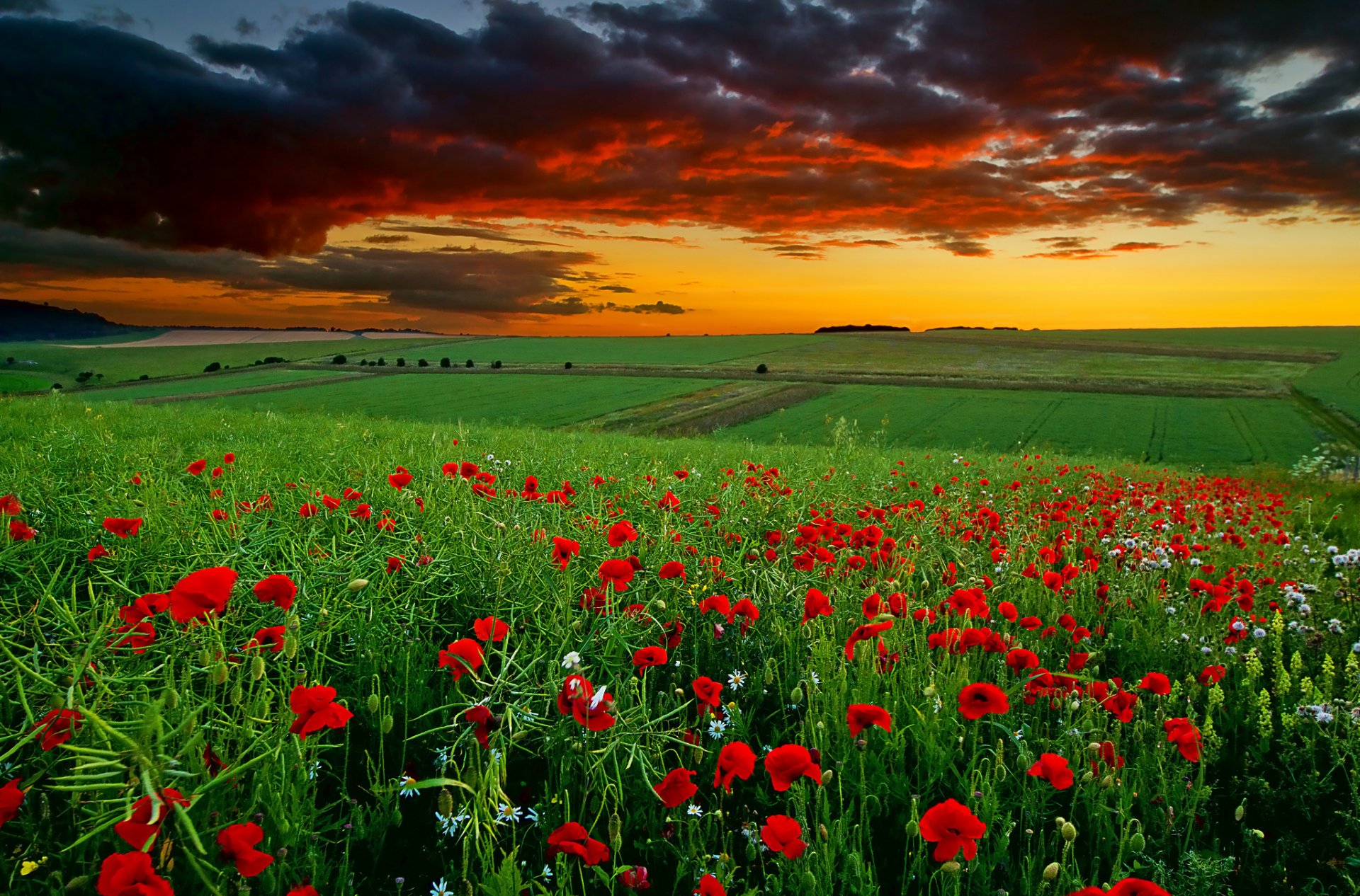 campo flores amapolas margaritas puesta de sol nubes