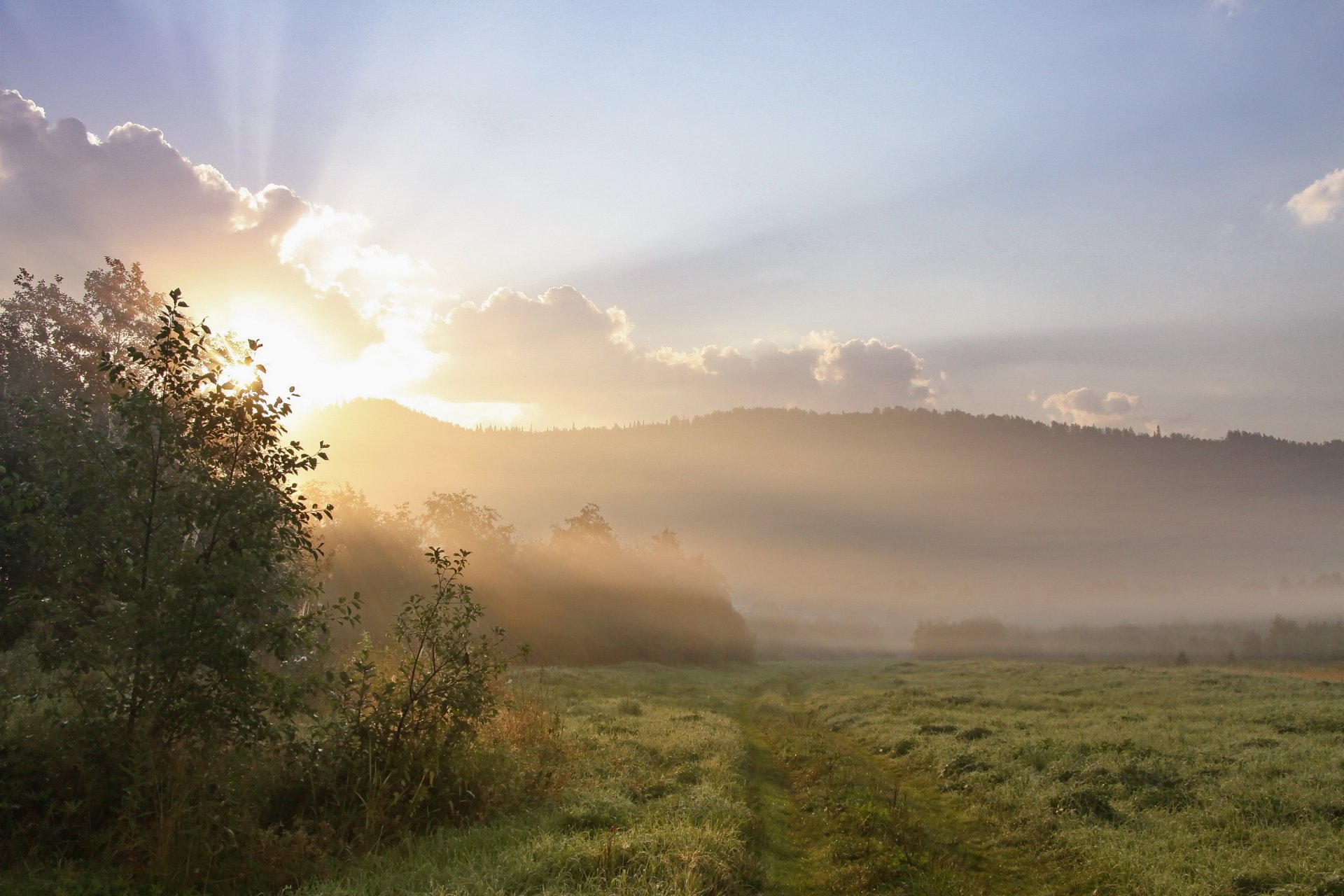 matin soleil brouillard champ herbe rosée arbres collines paysage nature