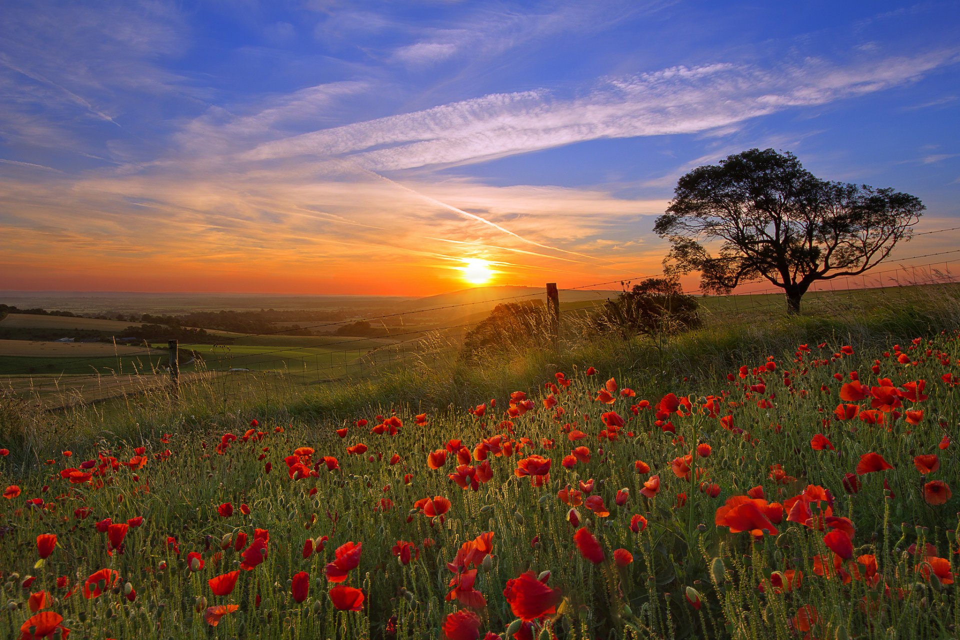 sol cielo árbol valles campos amapolas flores