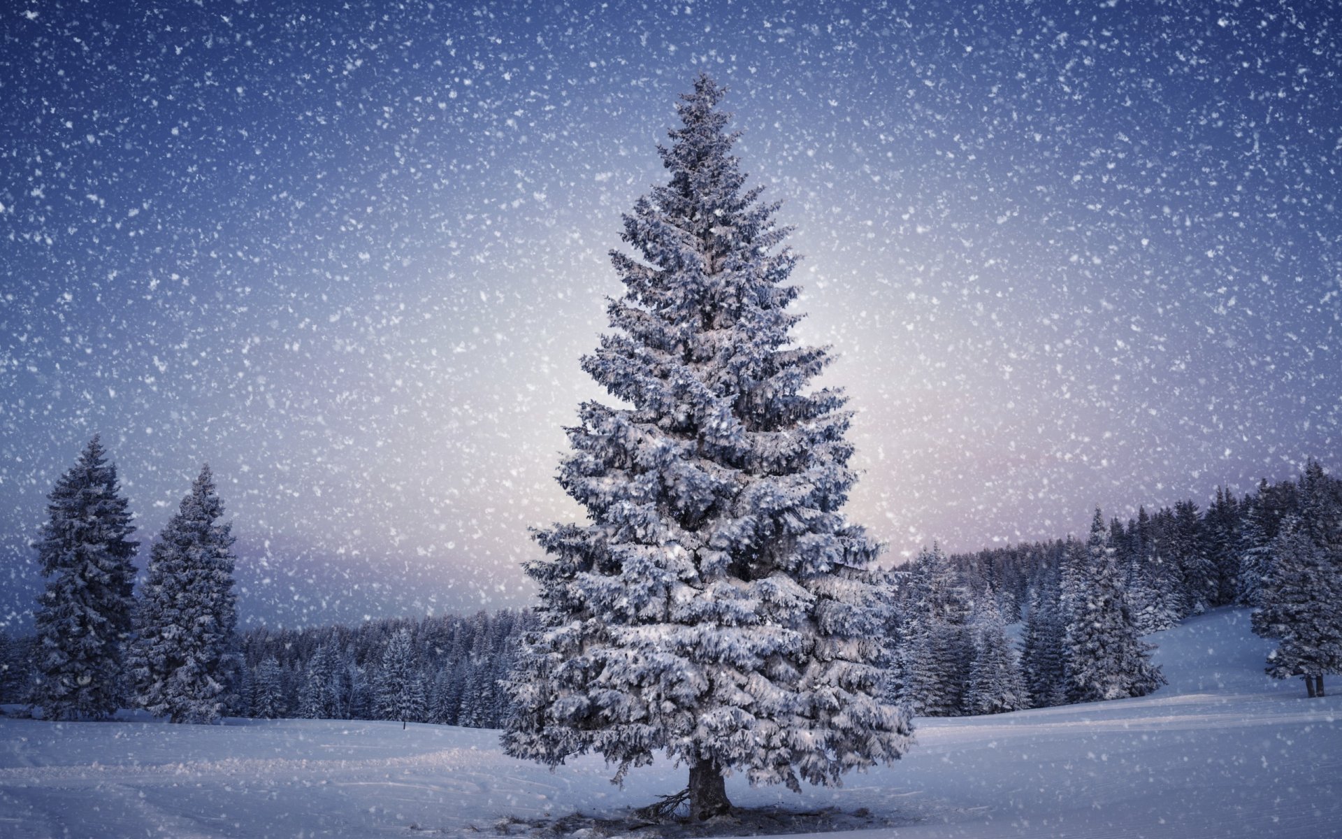 now winter nature landscape tree mountain