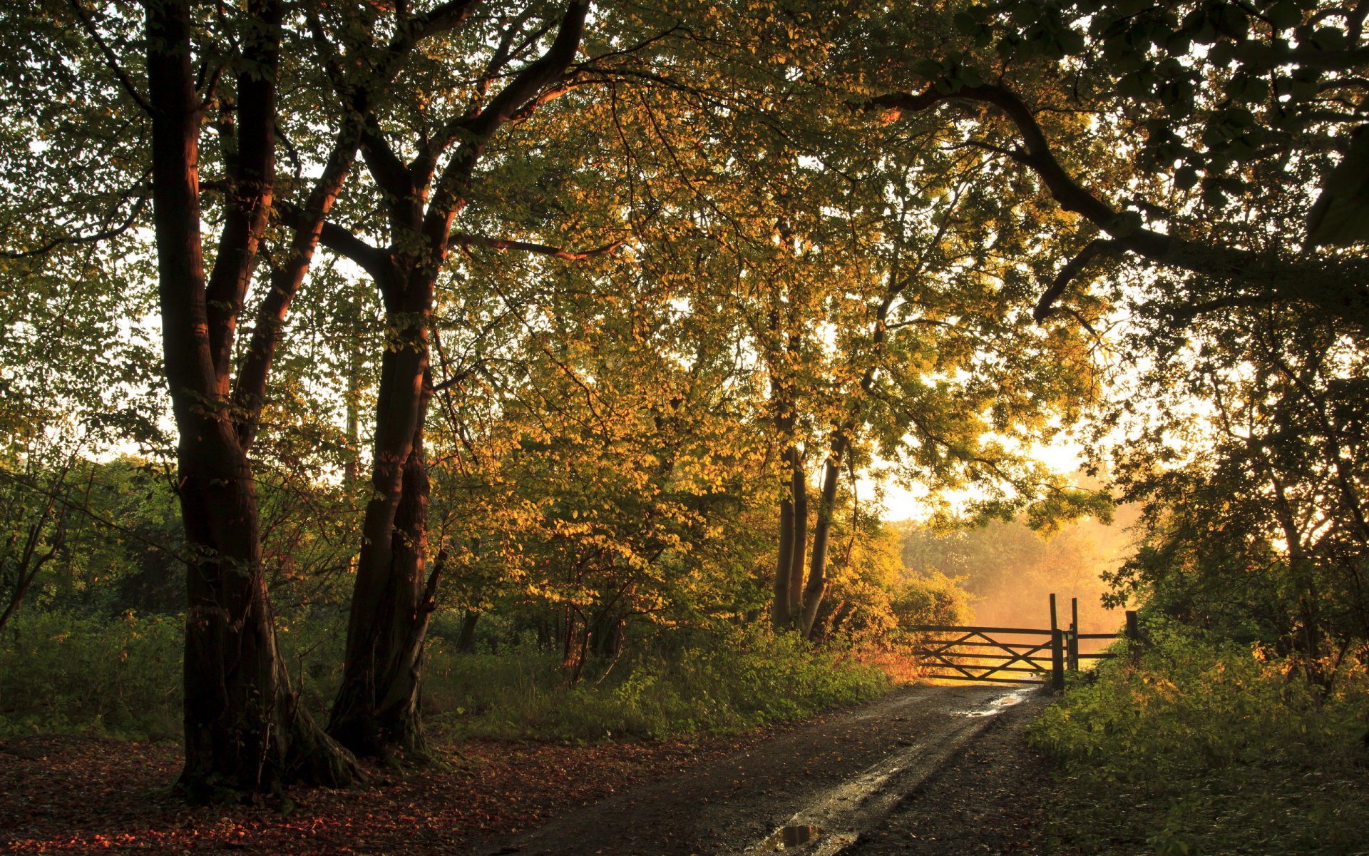 carretera bosque cerca otoño paisaje