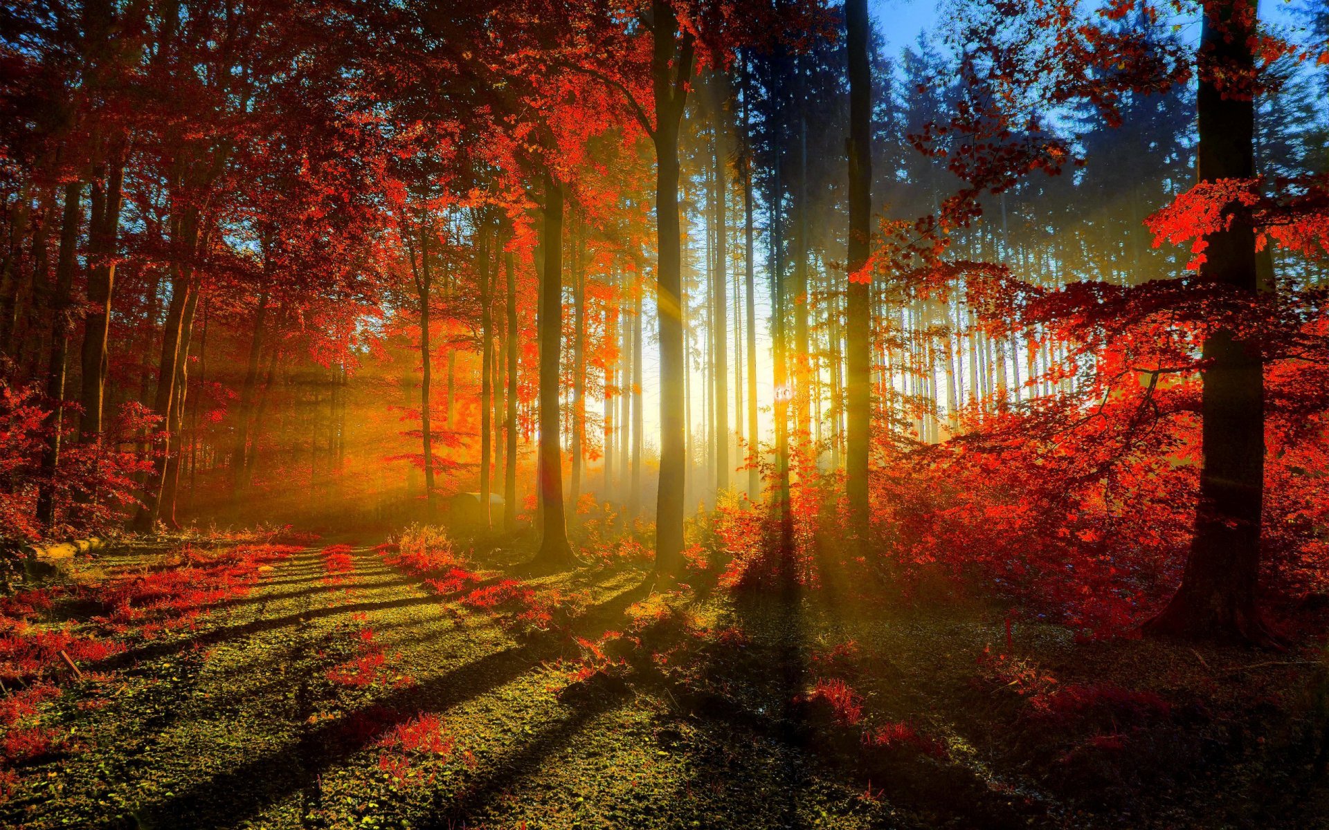 forest tree road leaves autumn sun light rays dawn sunset