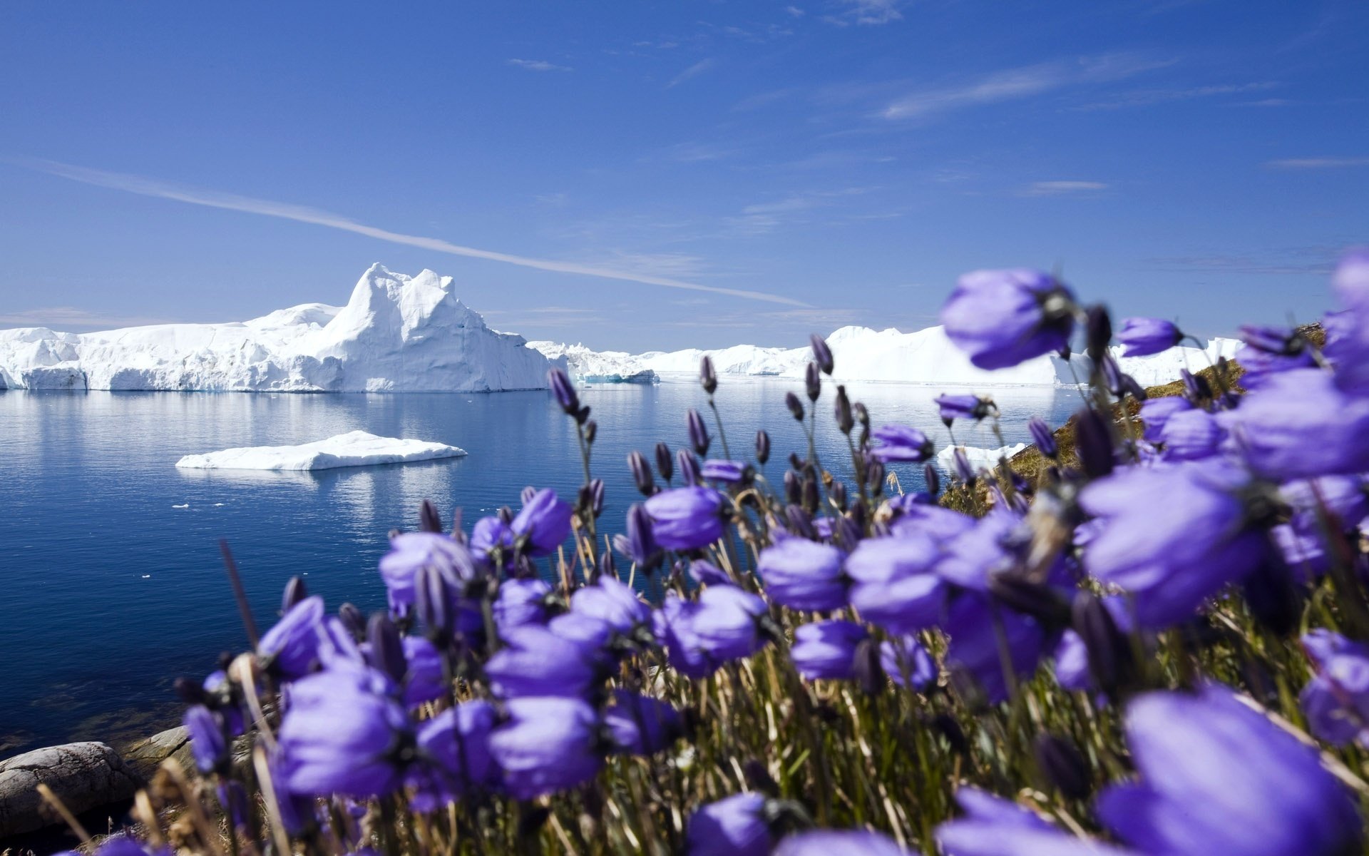 arktis schnee frost gletscher eisberge ozean küste blumen makro horizont himmel wolken schönheit sauberkeit