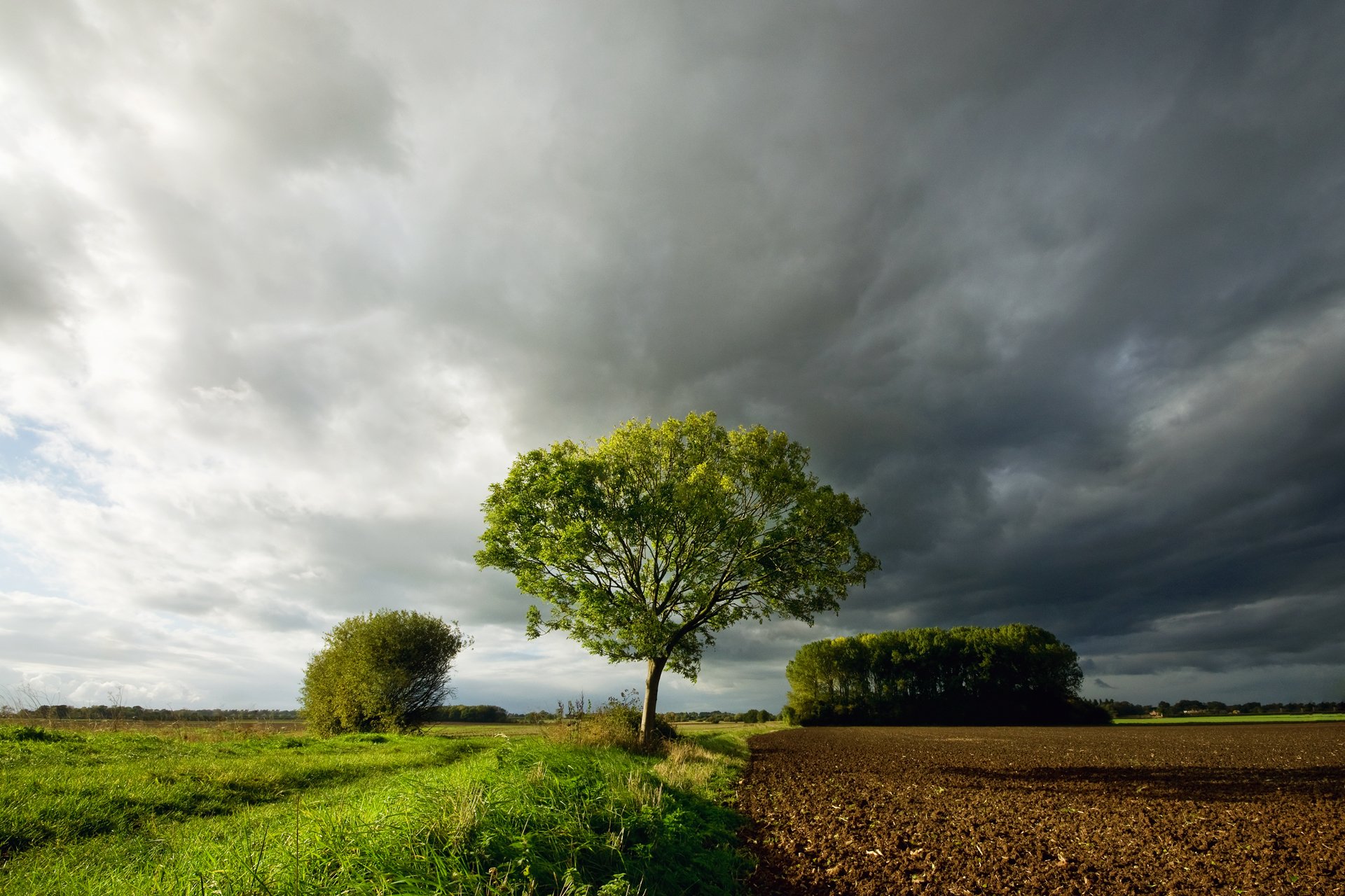 campo hierba cielo nubes nubes árbol