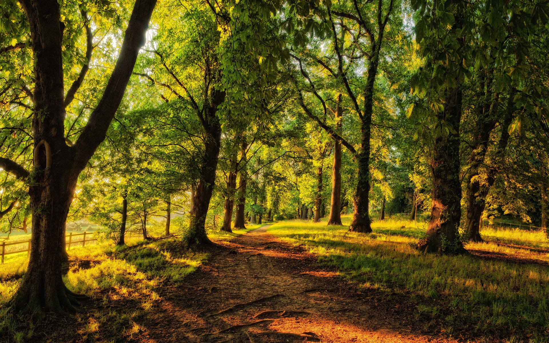 fußweg gehweg wald bäume nadelbäume sonnig zaun gasse