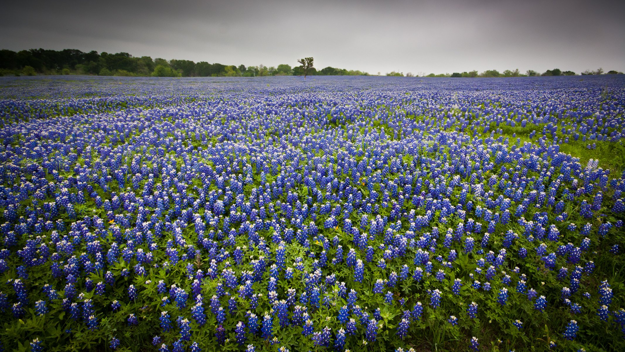 feld blumen natur landschaft