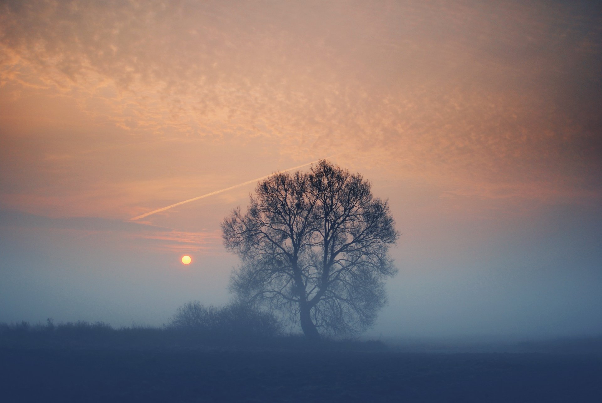 noche niebla campo árbol sol puesta de sol