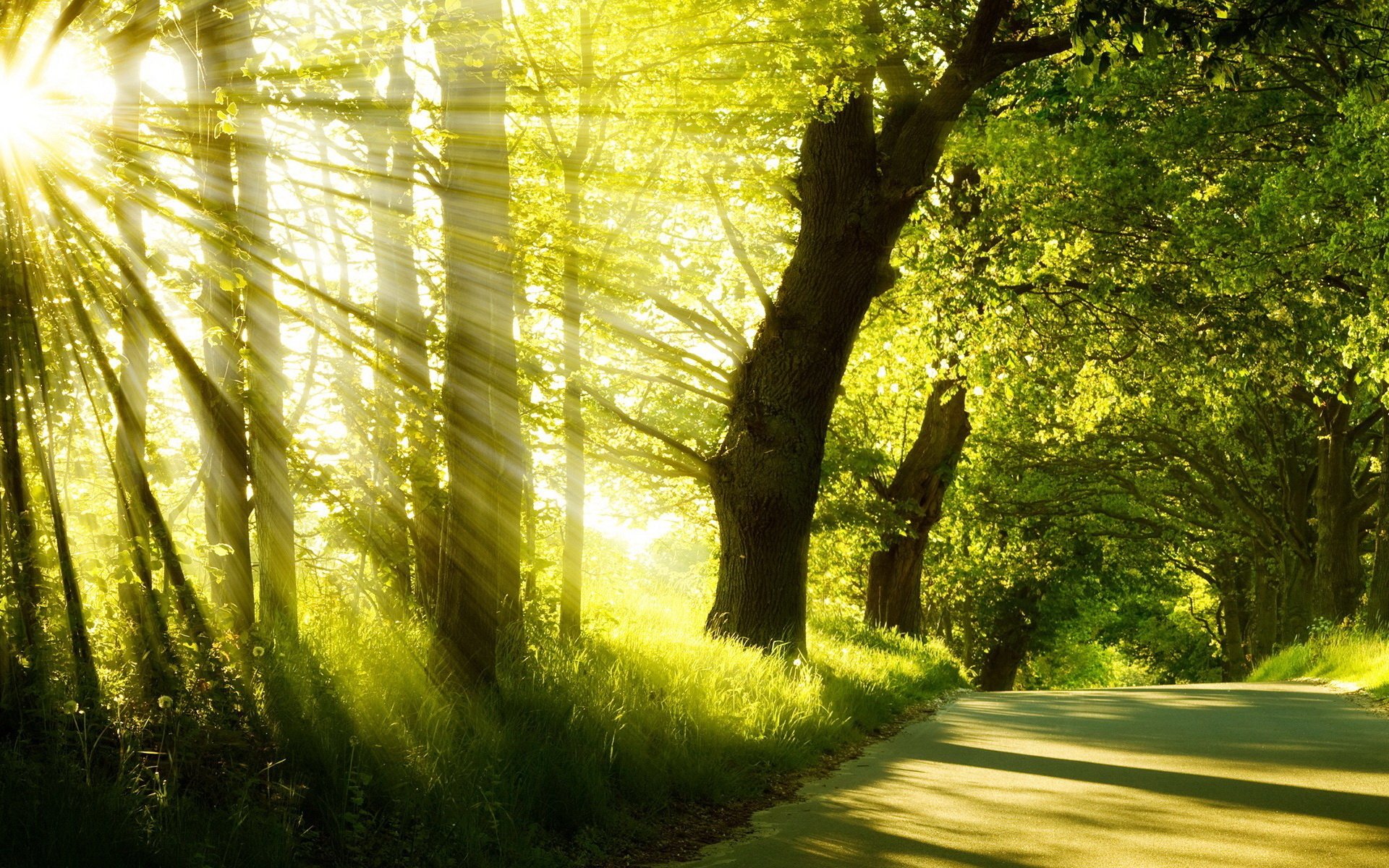 ummer park road tree grass morning sunrise fog sun ray