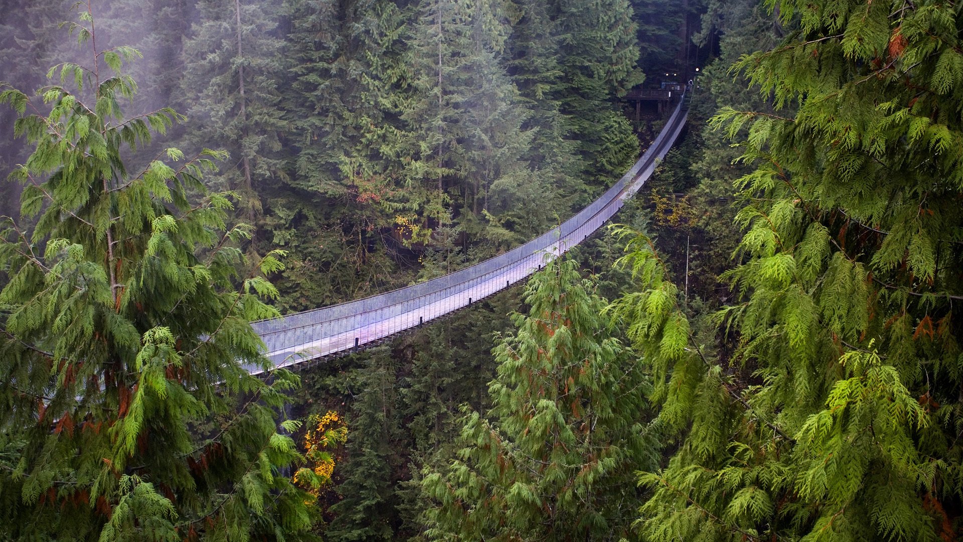 uspension bridge vancouver british columbia forest sekvoiyi height