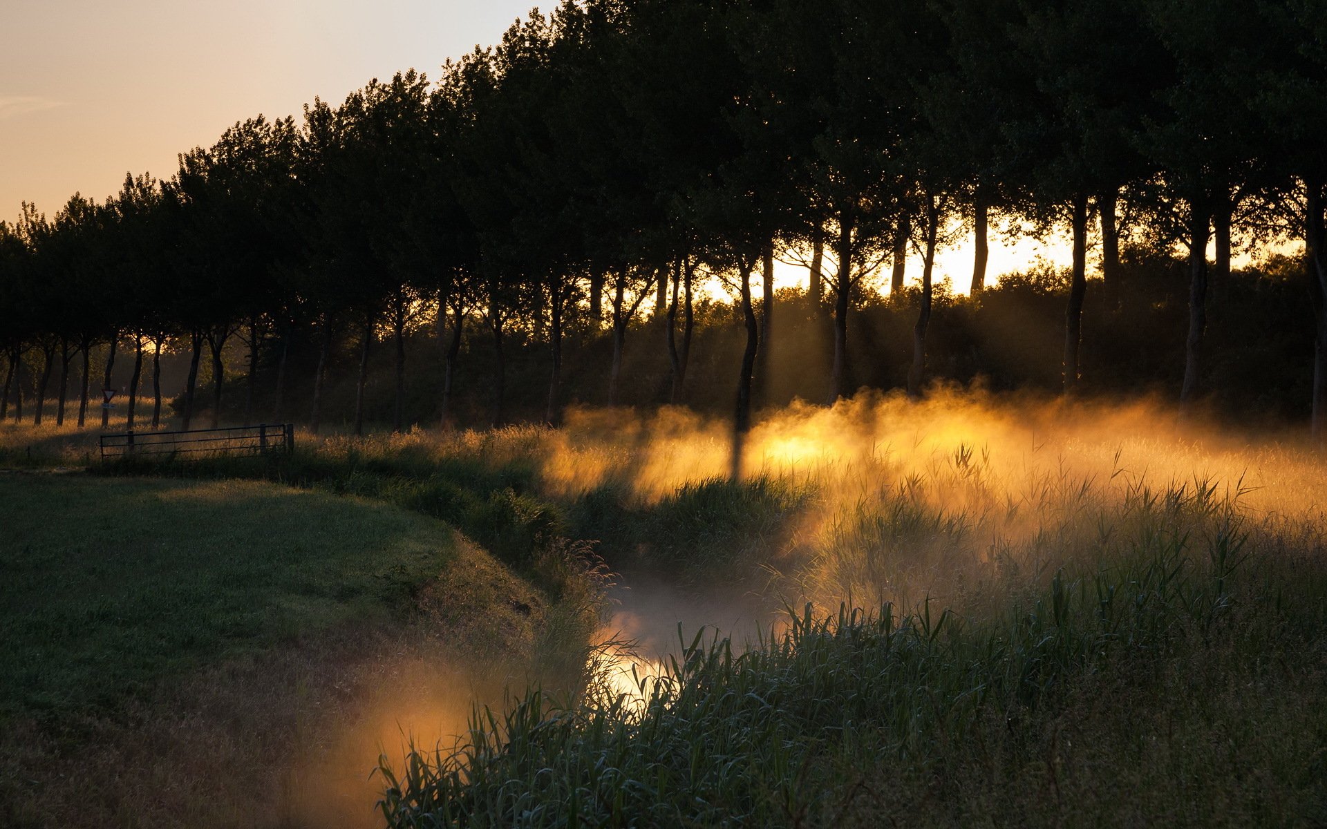 nebel bäume feld landschaft