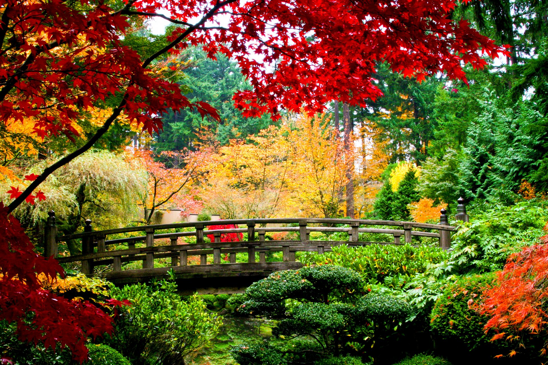 autunno natura ponte di legno alberi foglie rosso verde giallo