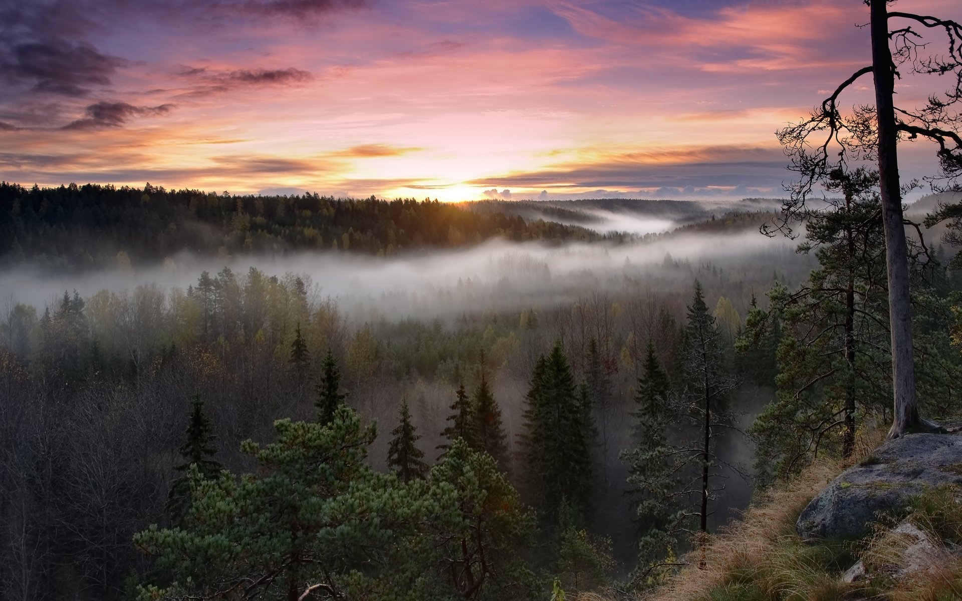 noux parque nacional finlandia bosque amanecer niebla mañana árboles naturaleza