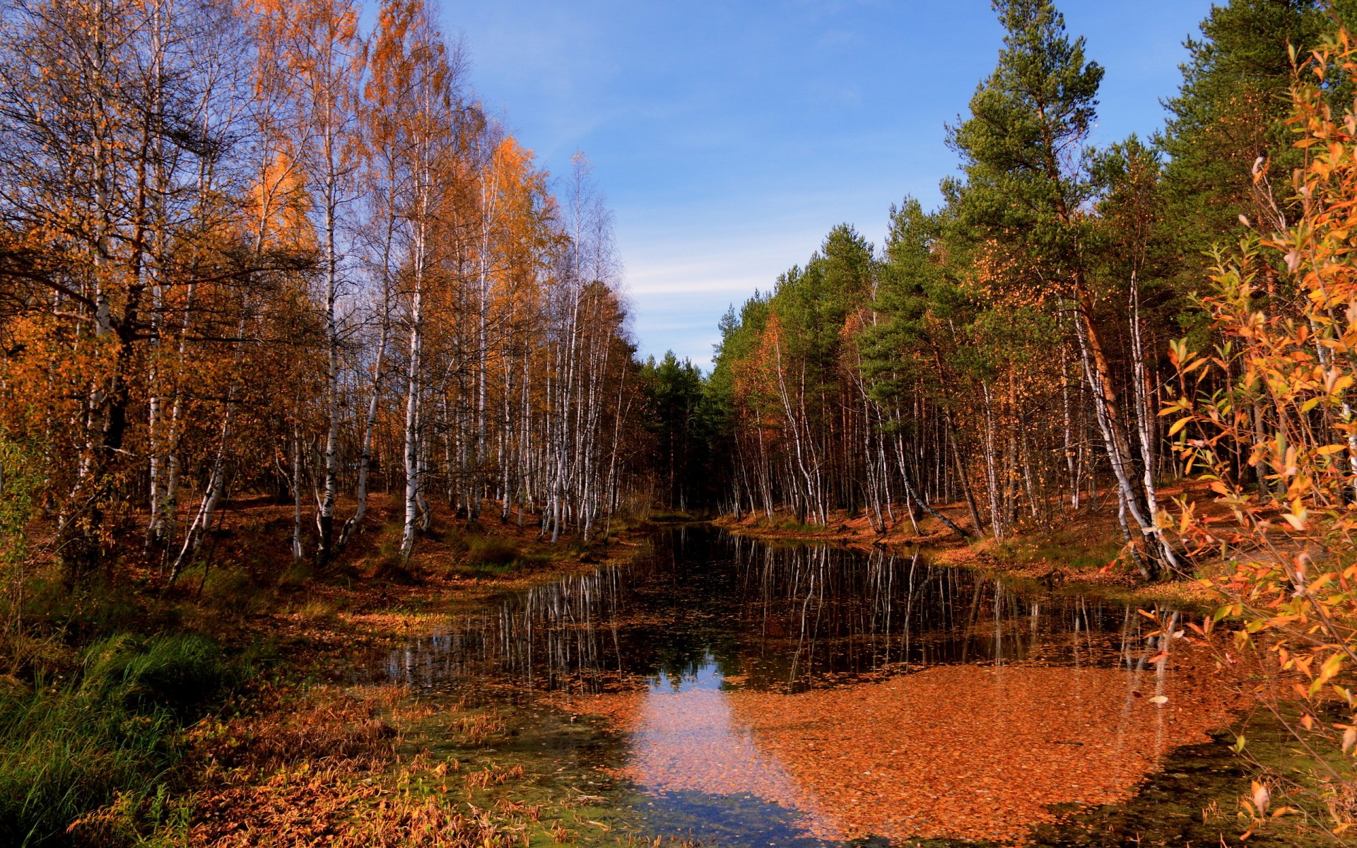 autunno foresta fiume