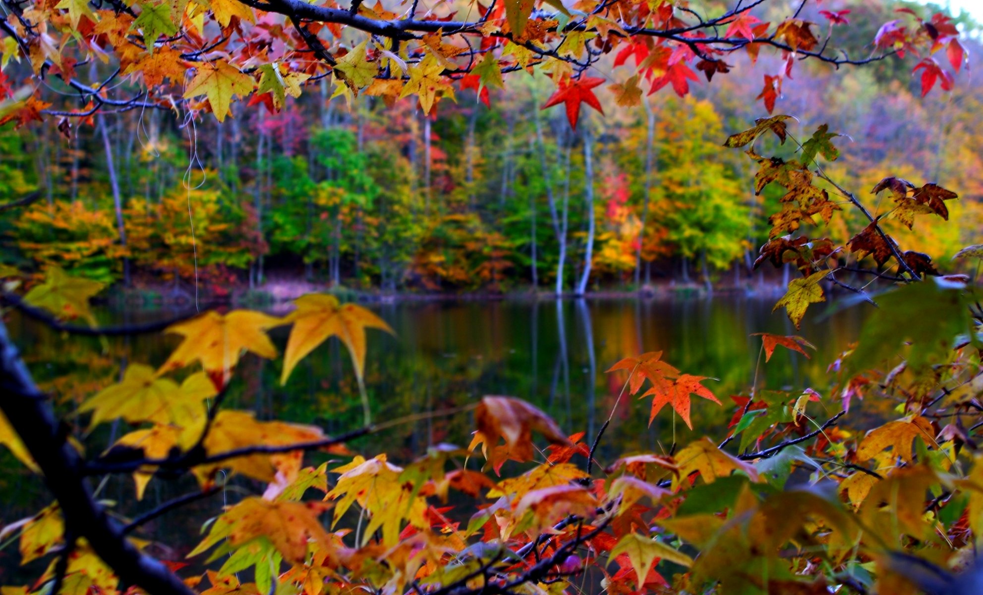 landscape nature leaves autumn close up