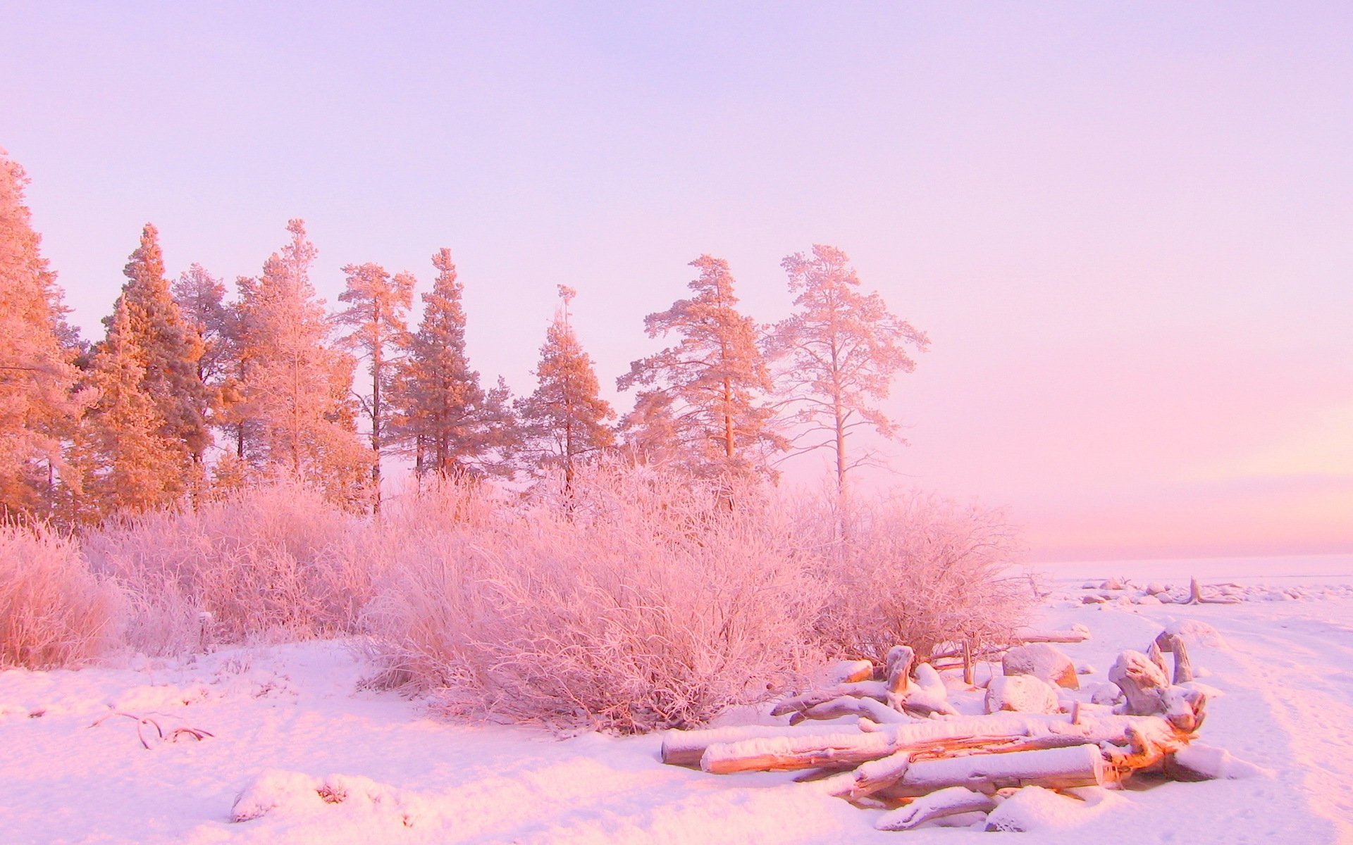 invierno nieve árboles color