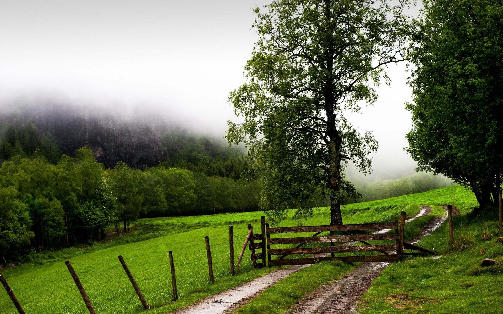 the field fog fence gate