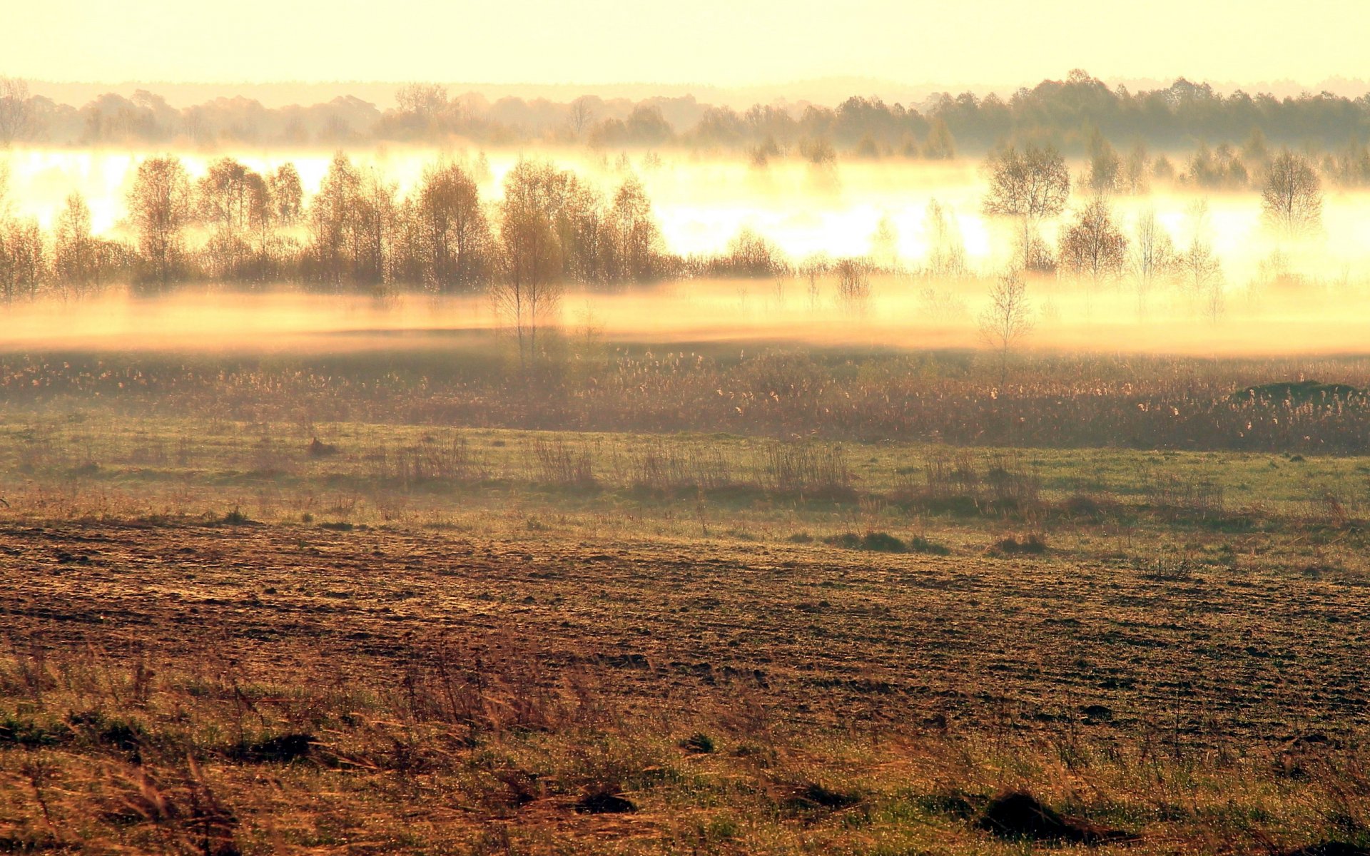 feld nebel morgen natur landschaft