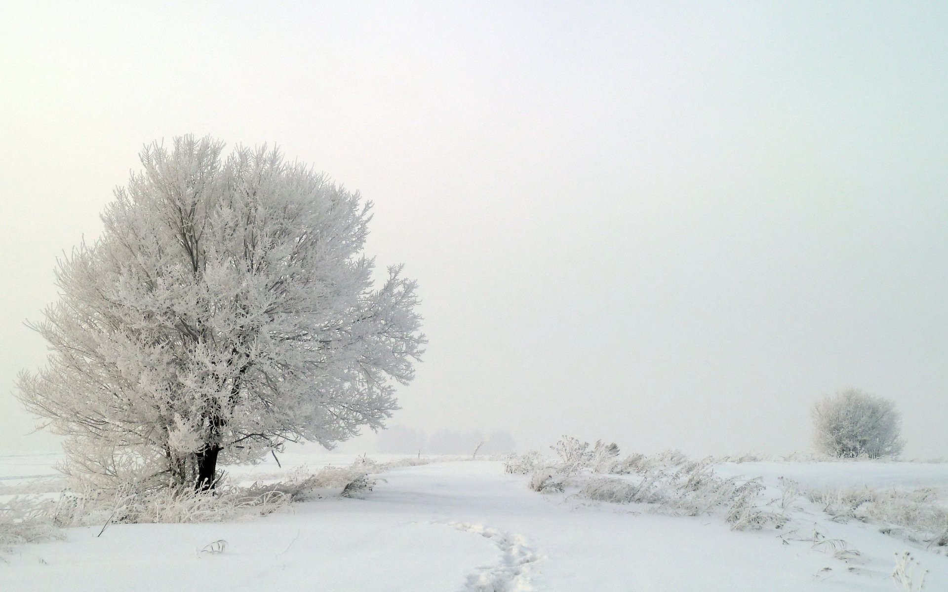 inverno neve alberi nebbia