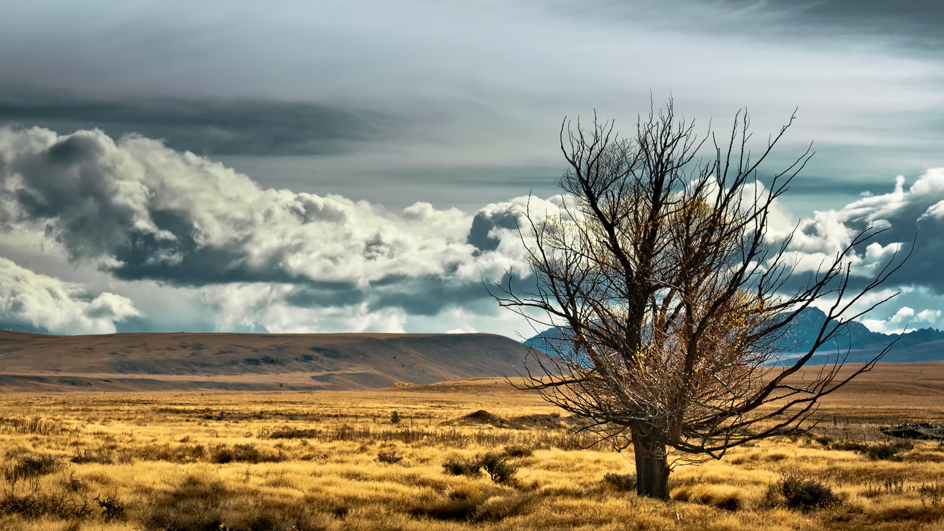 neuseeland baum steppe berge himmel wolken