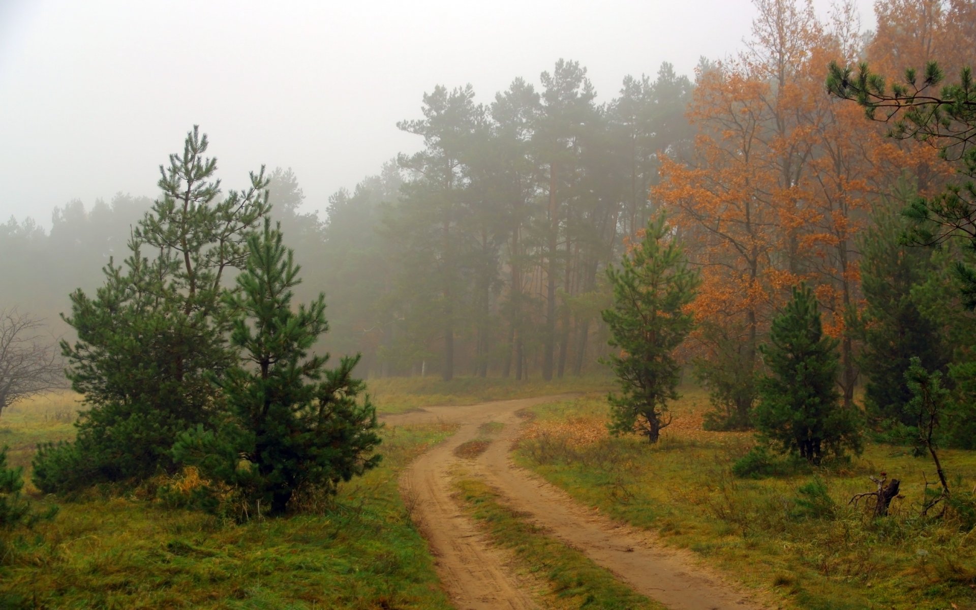 bosque carretera niebla naturaleza paisaje