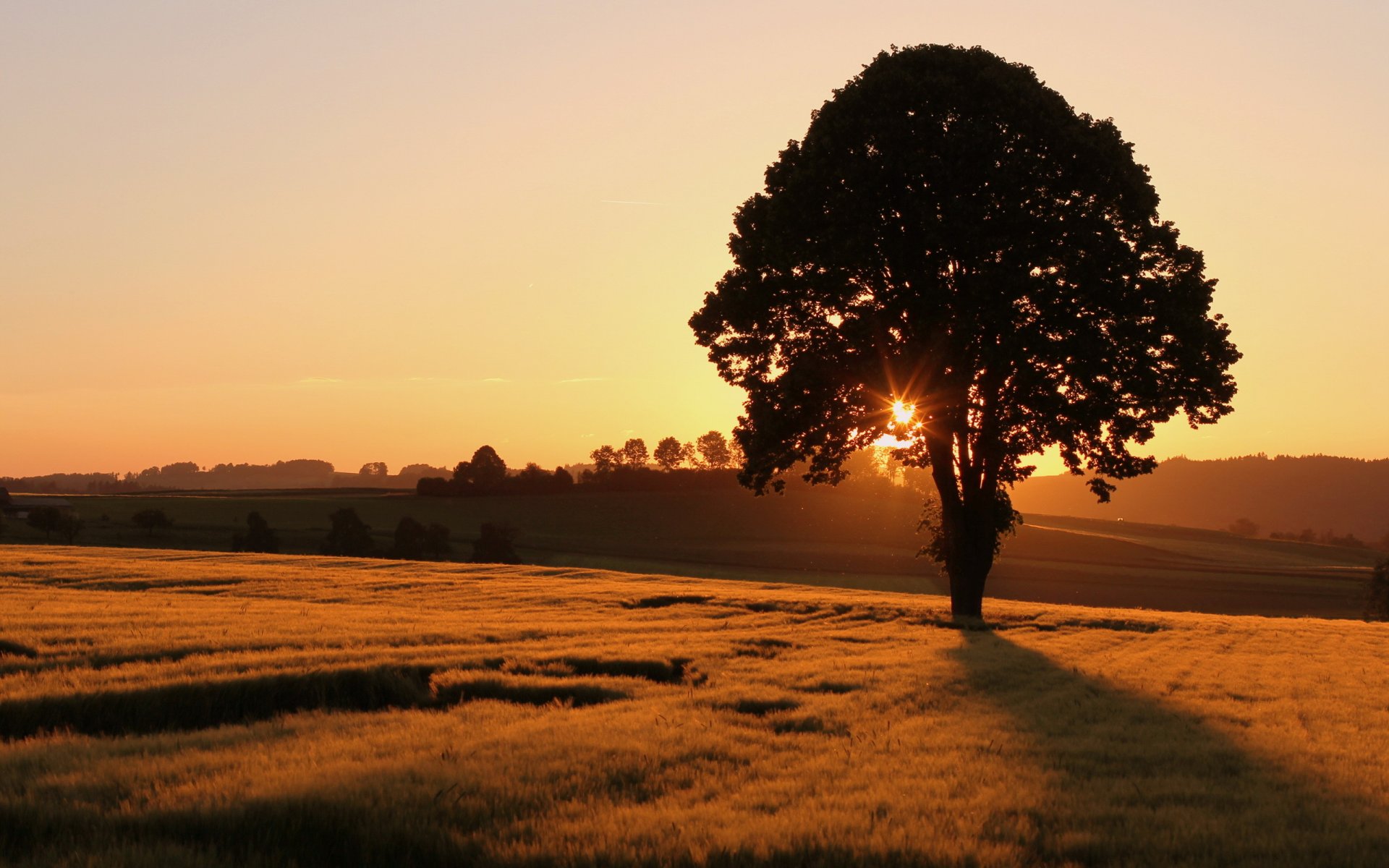 puesta de sol campo árbol paisaje