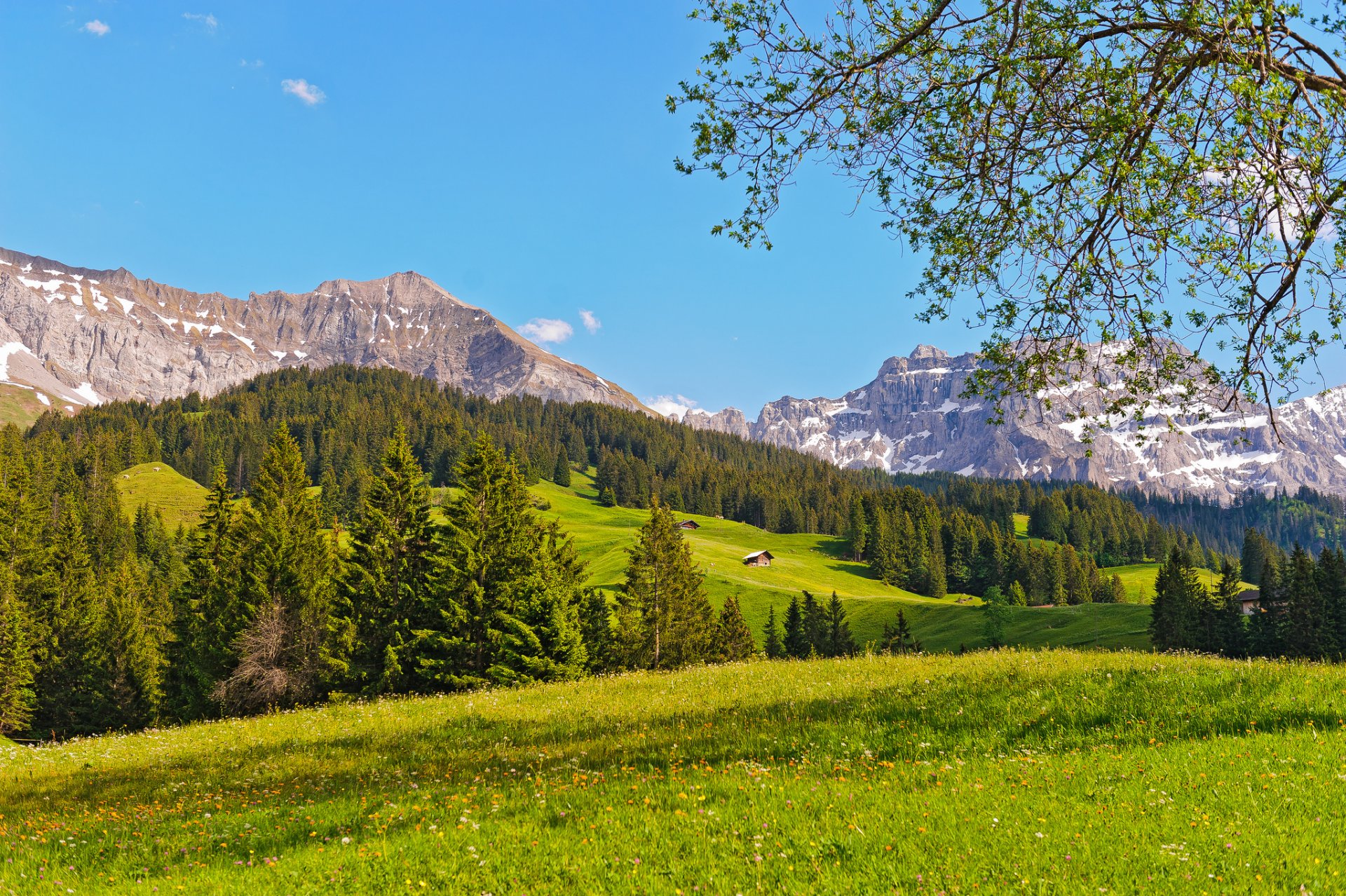 schweiz berge wiese wald bäume natur