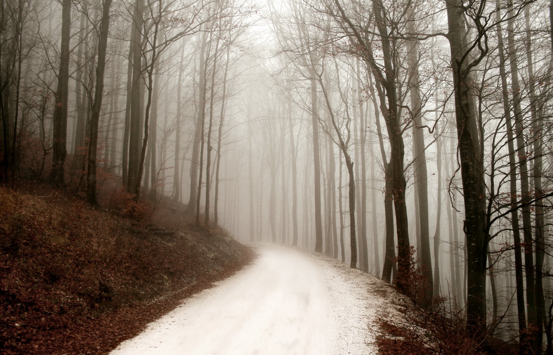 winter day fog road forest nature winter