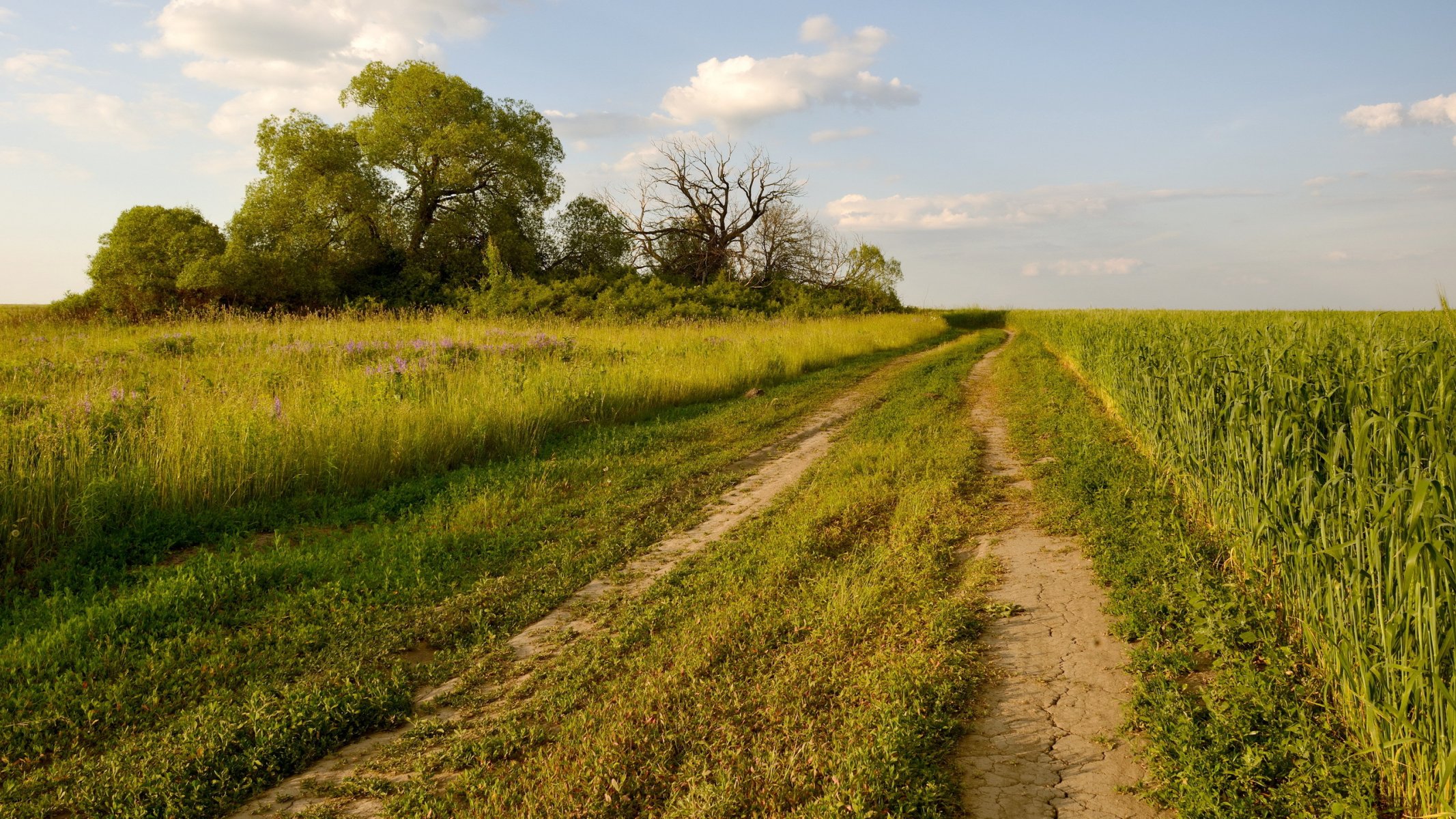 champ route été nature paysage